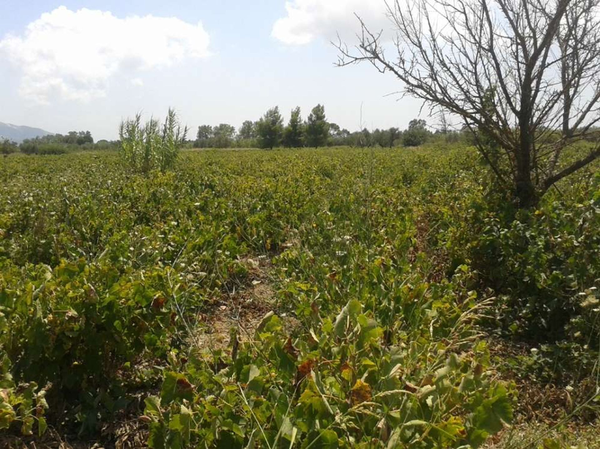 Tanah dalam Zakynthos, Zakinthos 10087948