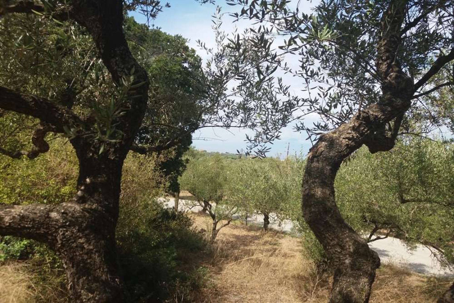 Tierra en bochalí, Jonia Nisia 10087952