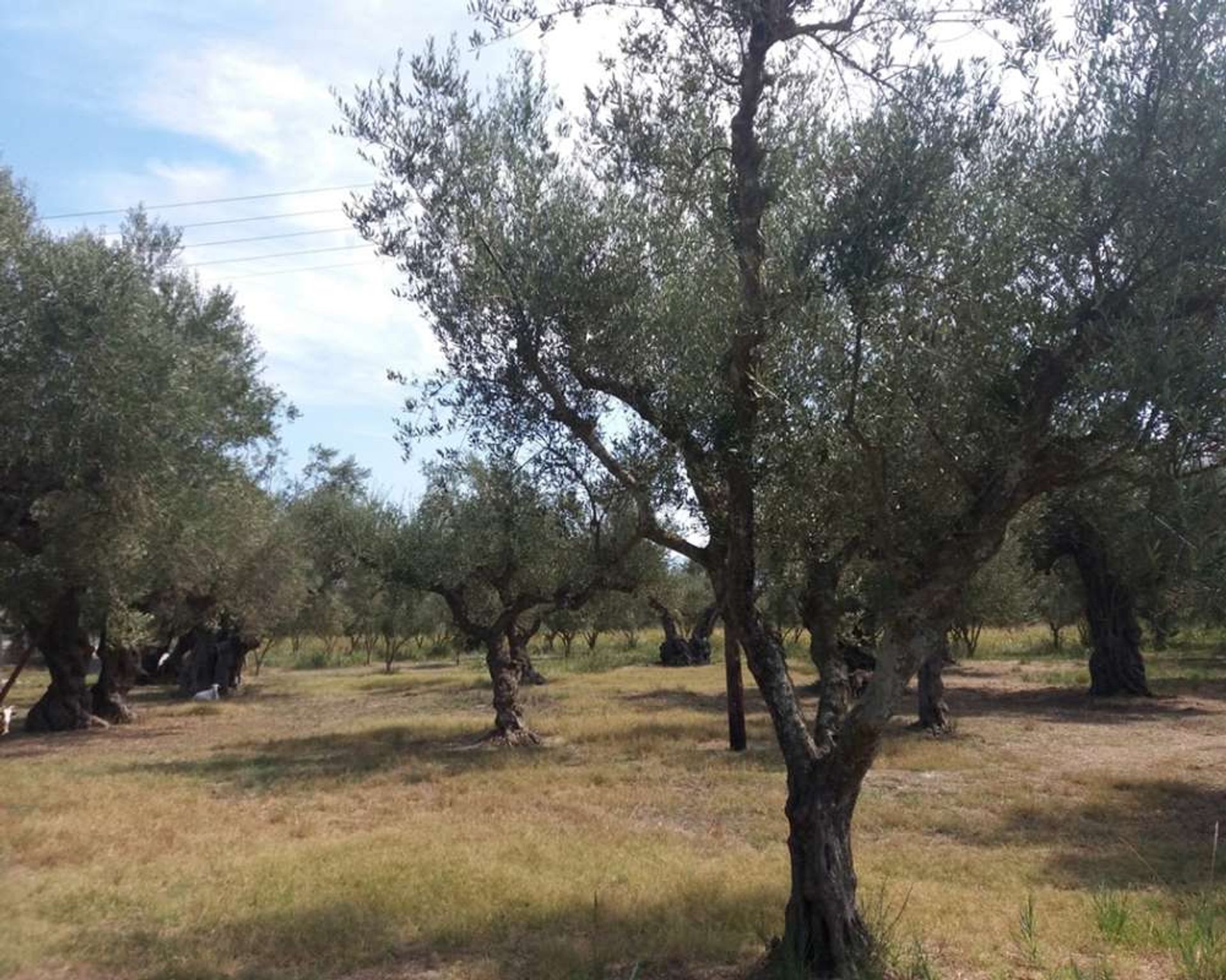 Land in Zakynthos, Zakinthos 10087953