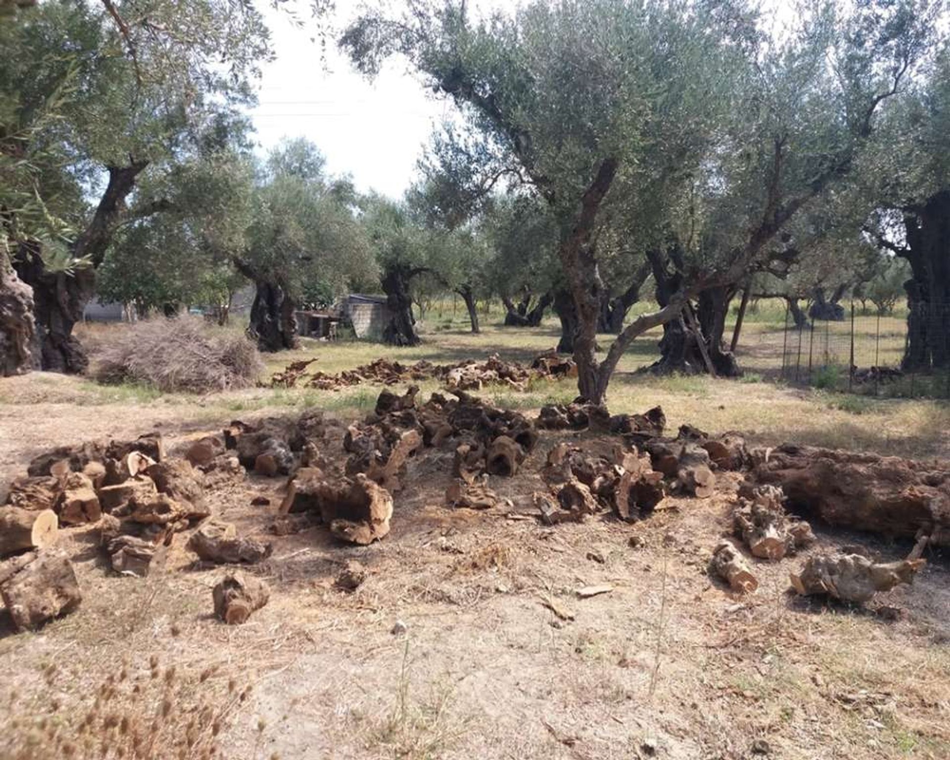 Land in Zakynthos, Zakinthos 10087953