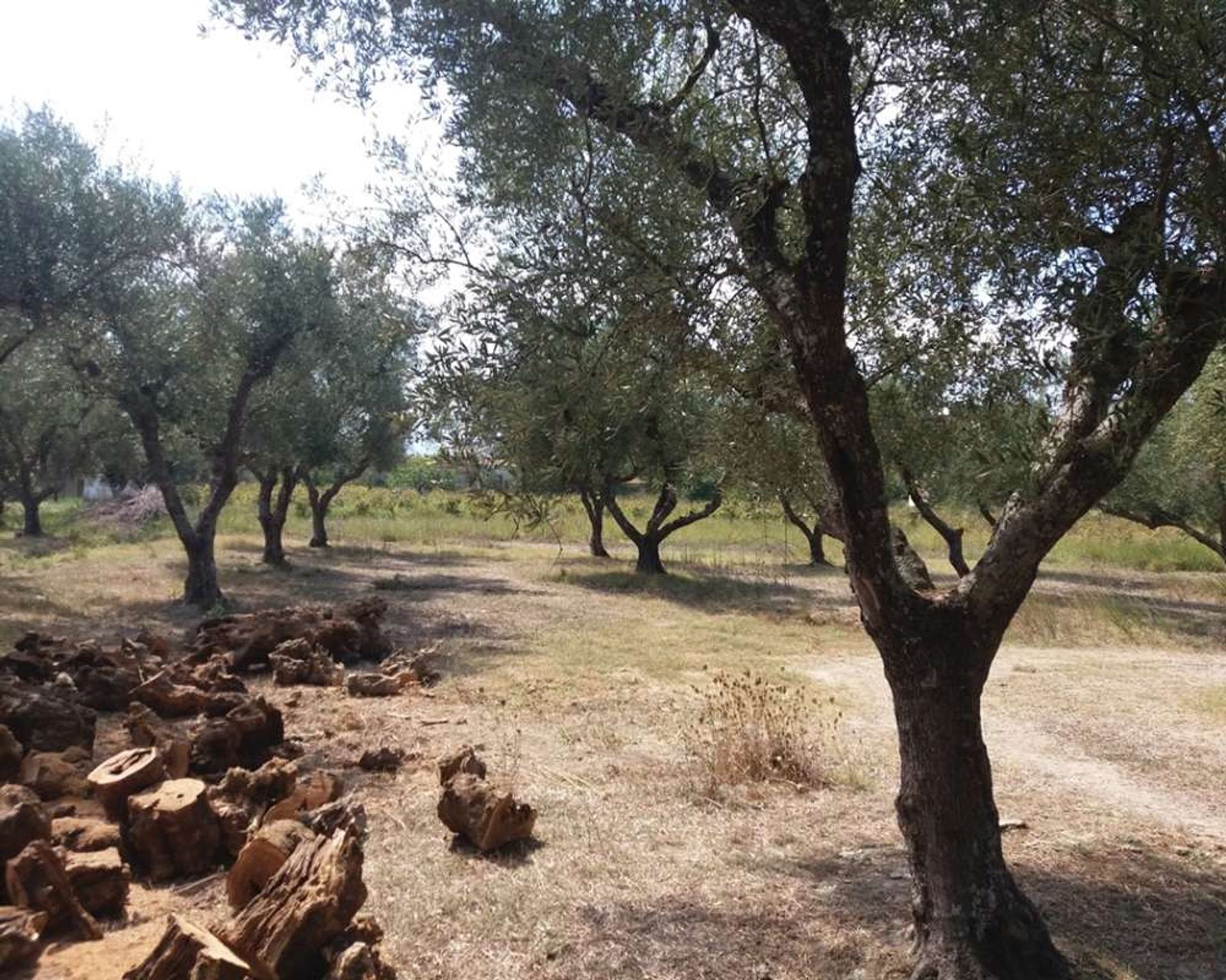 Land in Zakynthos, Zakinthos 10087953