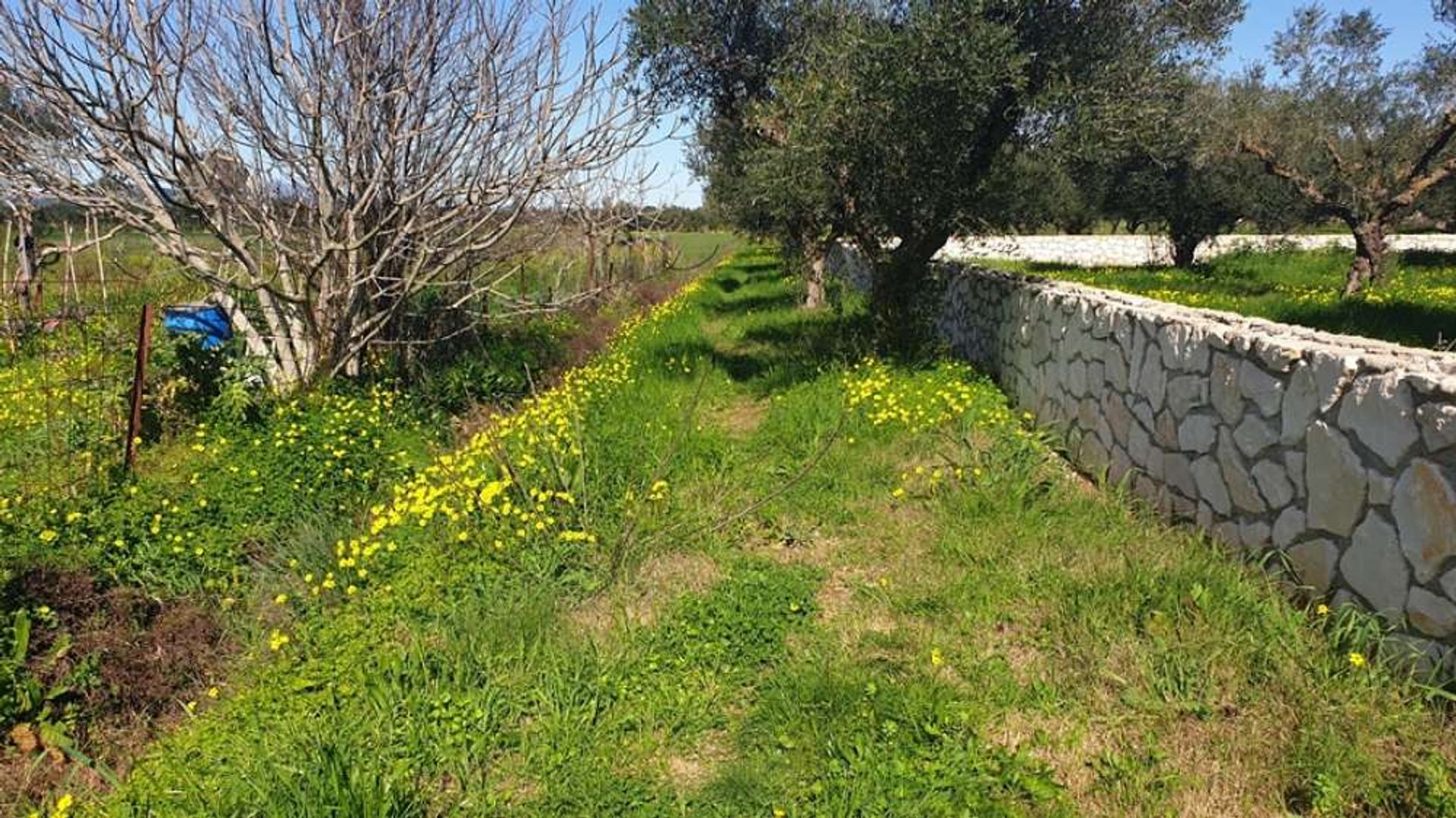 Tierra en bochalí, Jonia Nisia 10087958