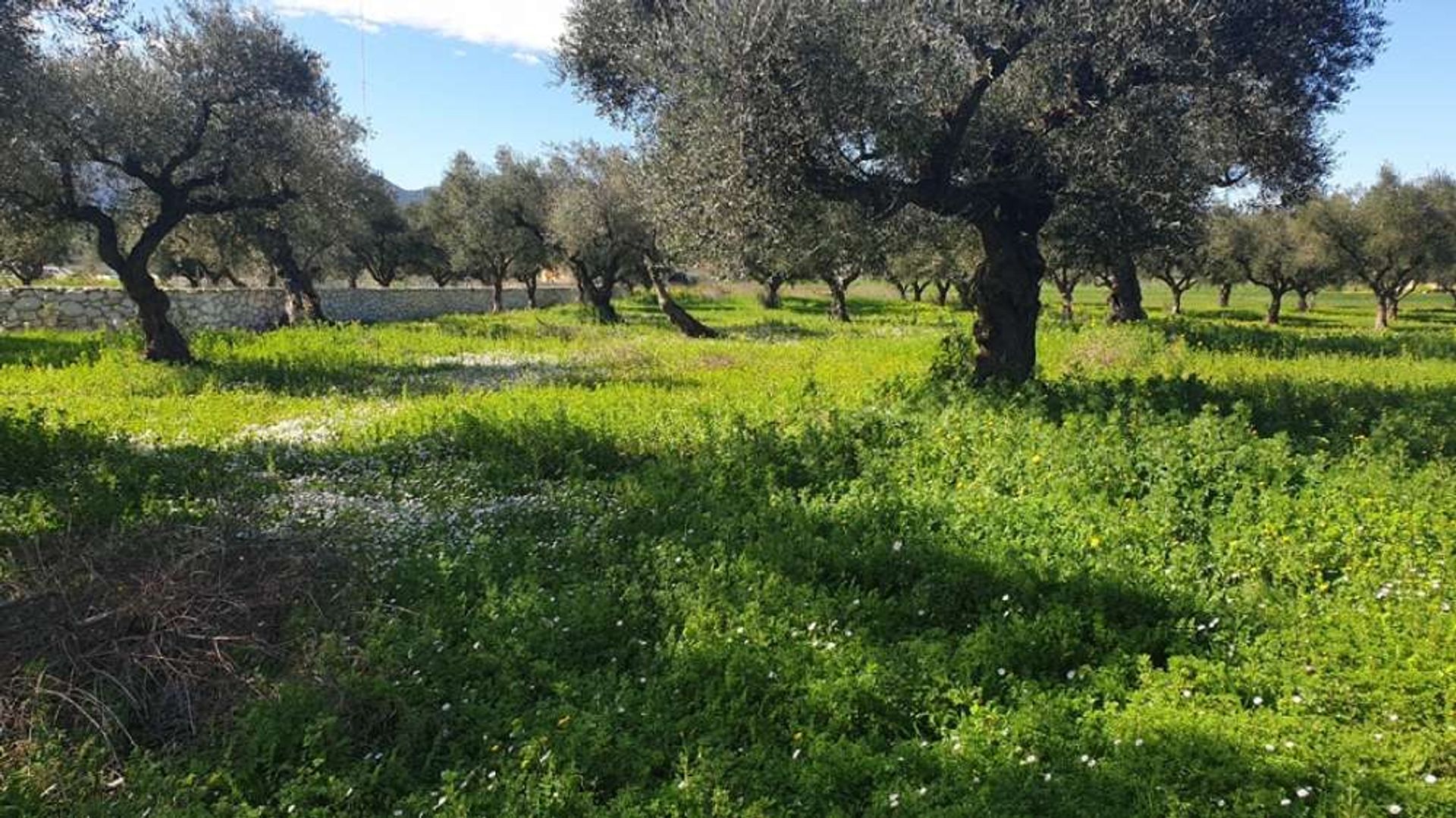 Tierra en bochalí, Jonia Nisia 10087958