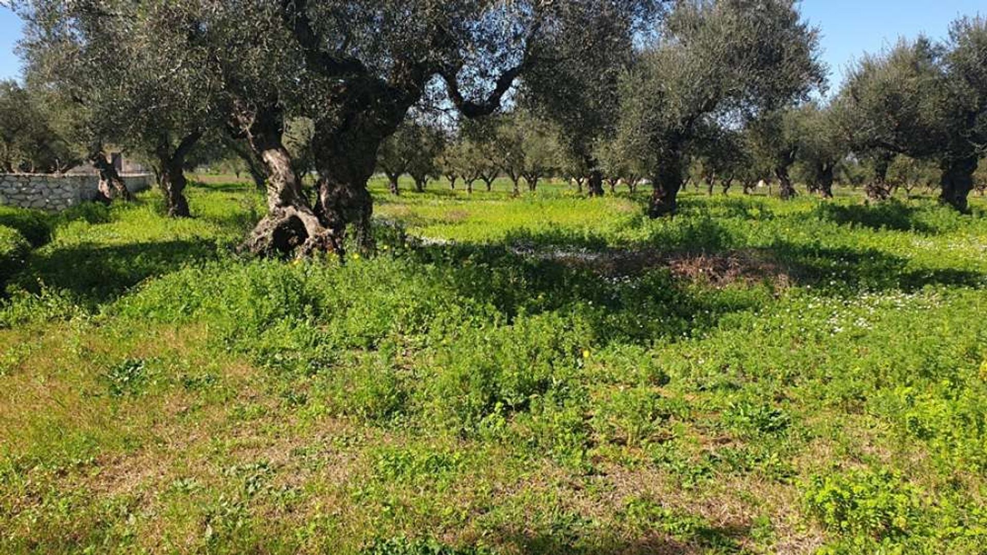 Tanah dalam Zakynthos, Zakinthos 10087958