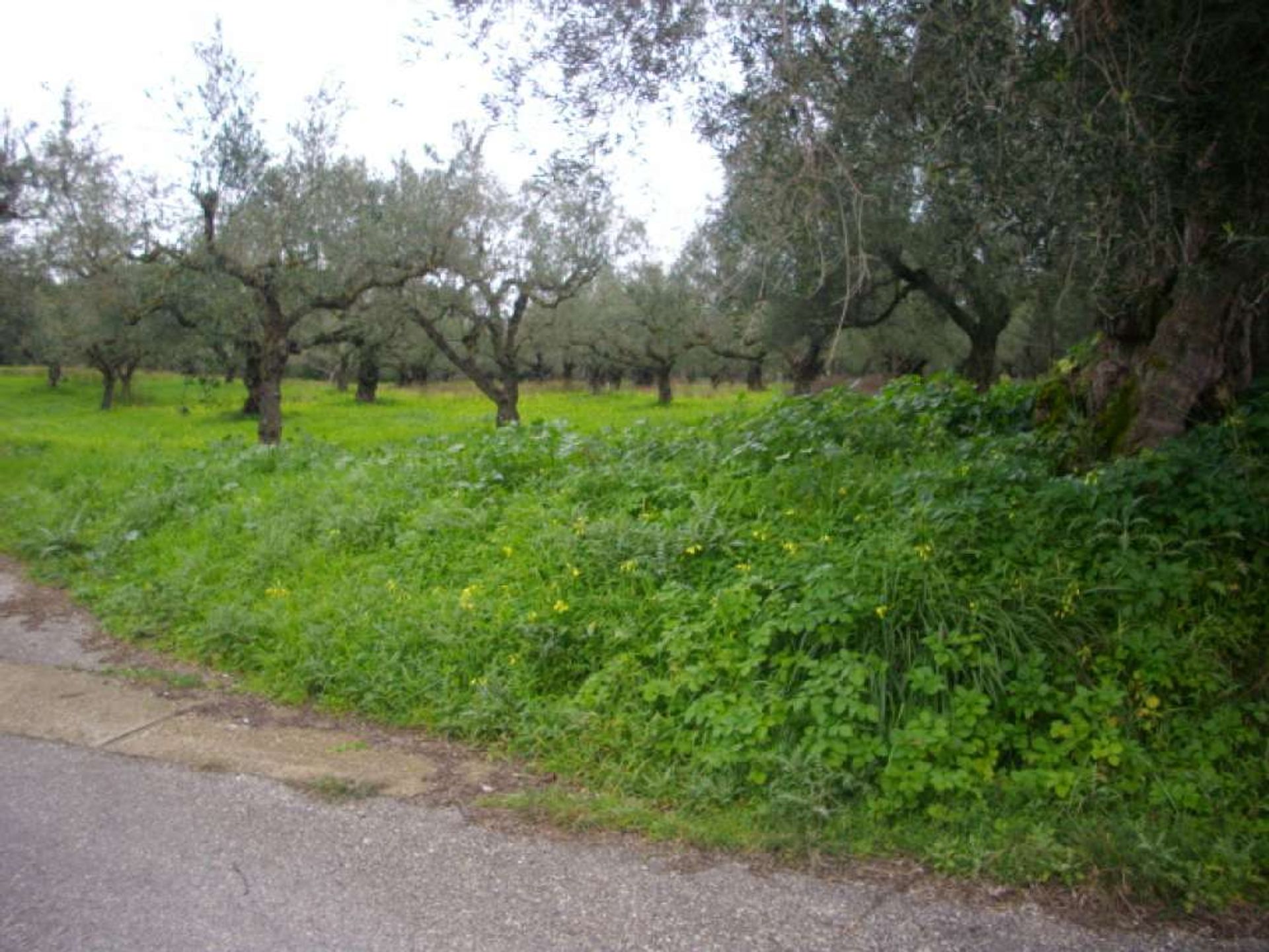 Tierra en bochalí, Jonia Nisia 10087960