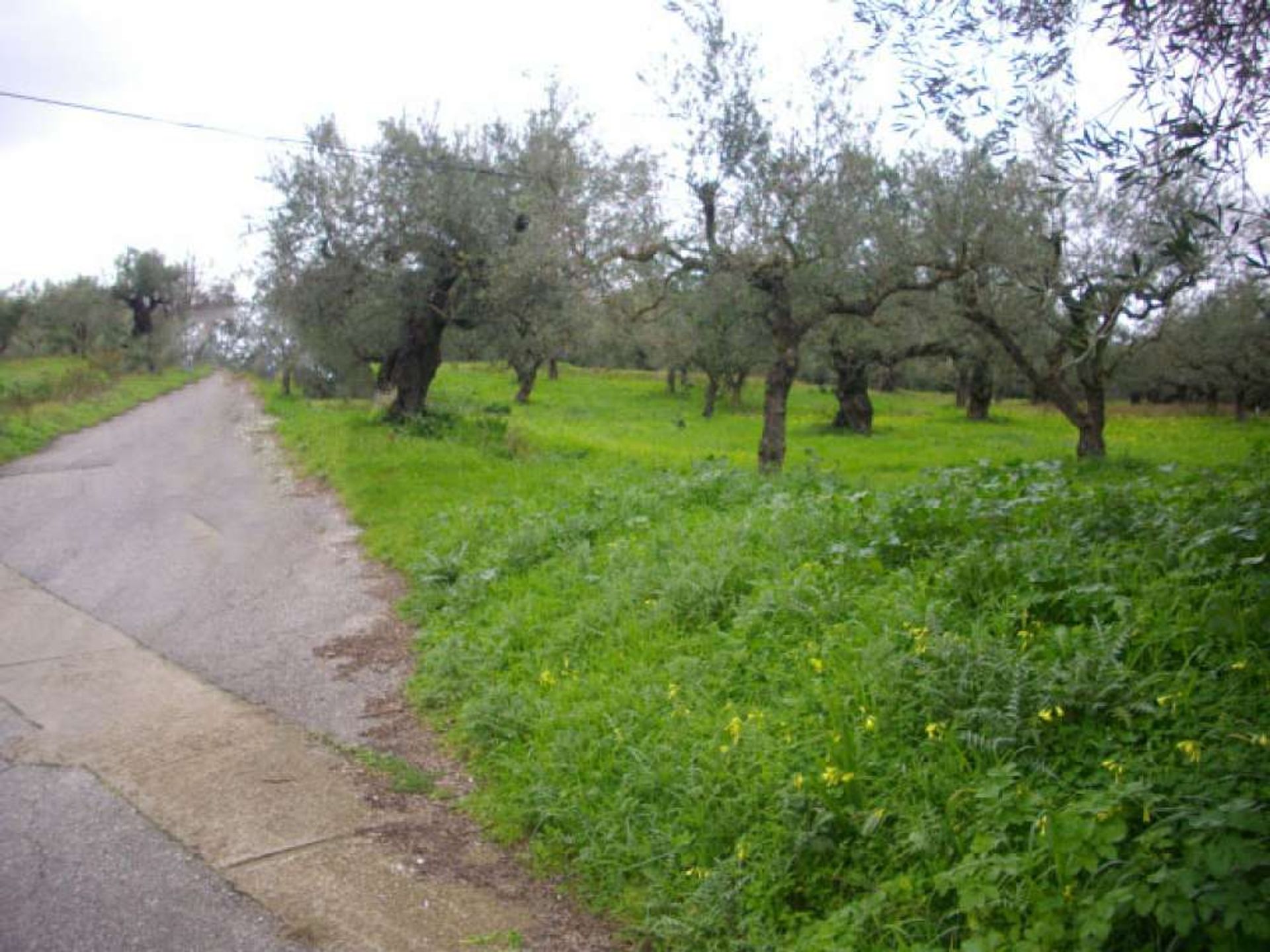 ארץ ב בוצ'אלי, יוניה ניסיה 10087960