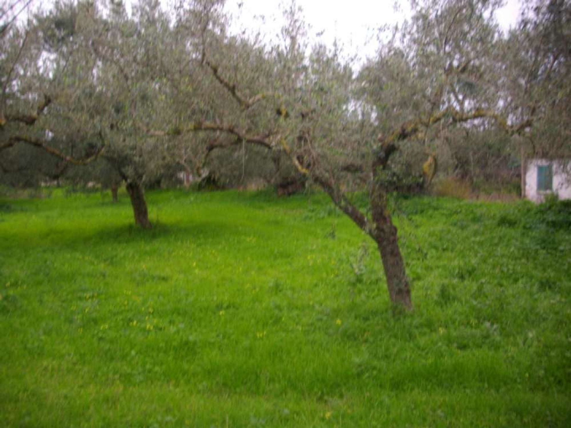 Tierra en bochalí, Jonia Nisia 10087960