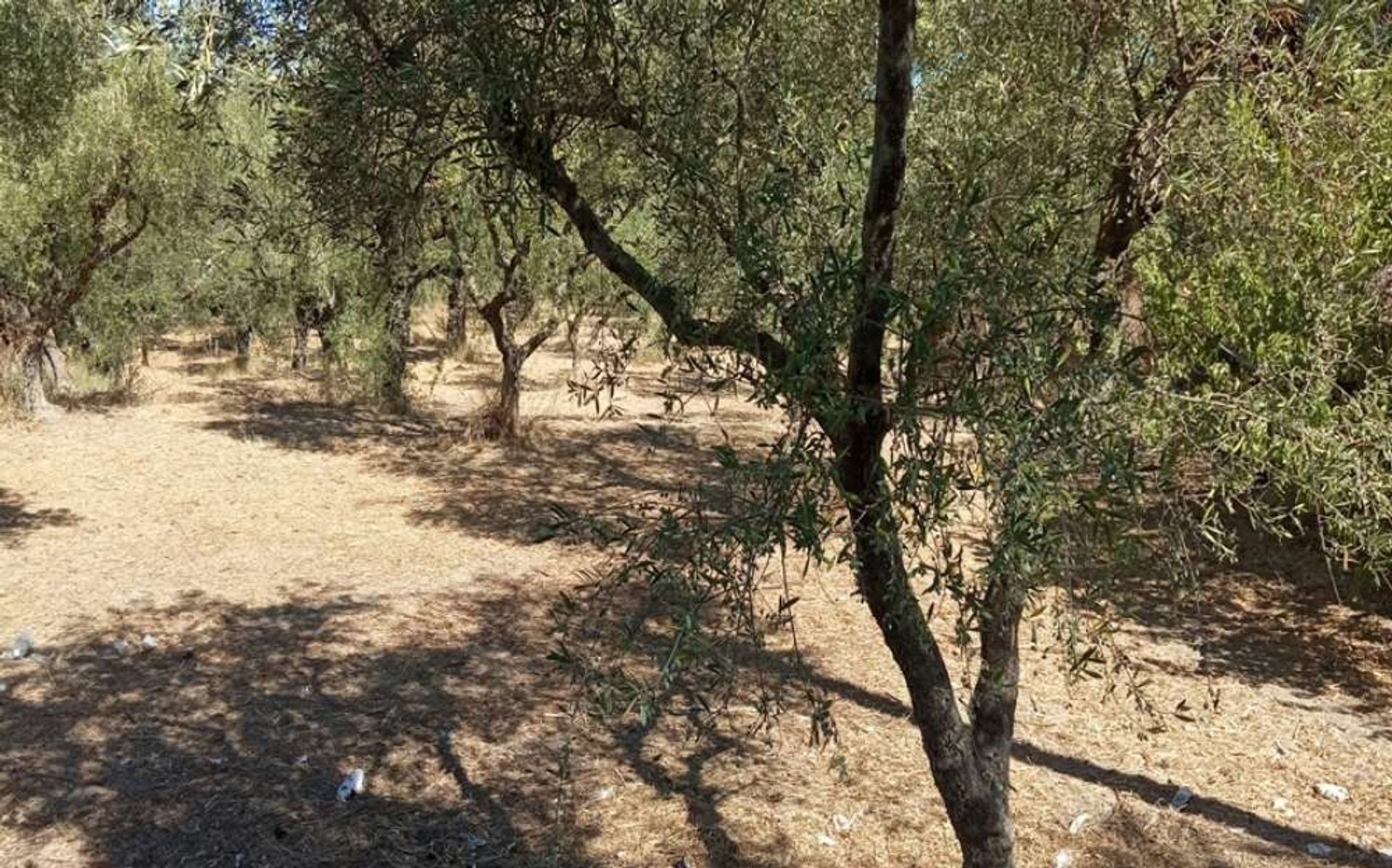 Tanah di Zakynthos, Zakinthos 10087967