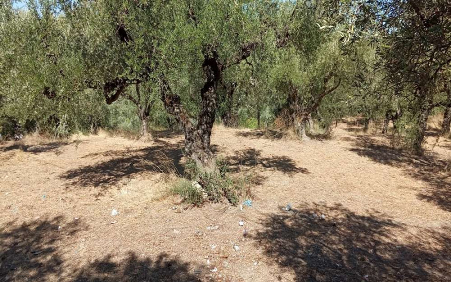 Tanah di Zakynthos, Zakinthos 10087967