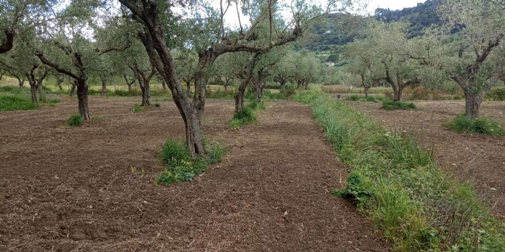 Γη σε Μπόχαλη, Ιωνία Νησιά 10087970