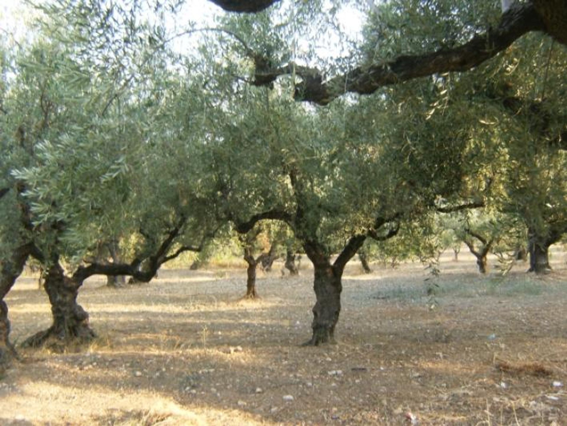 Земля в Zakynthos, Zakinthos 10087986