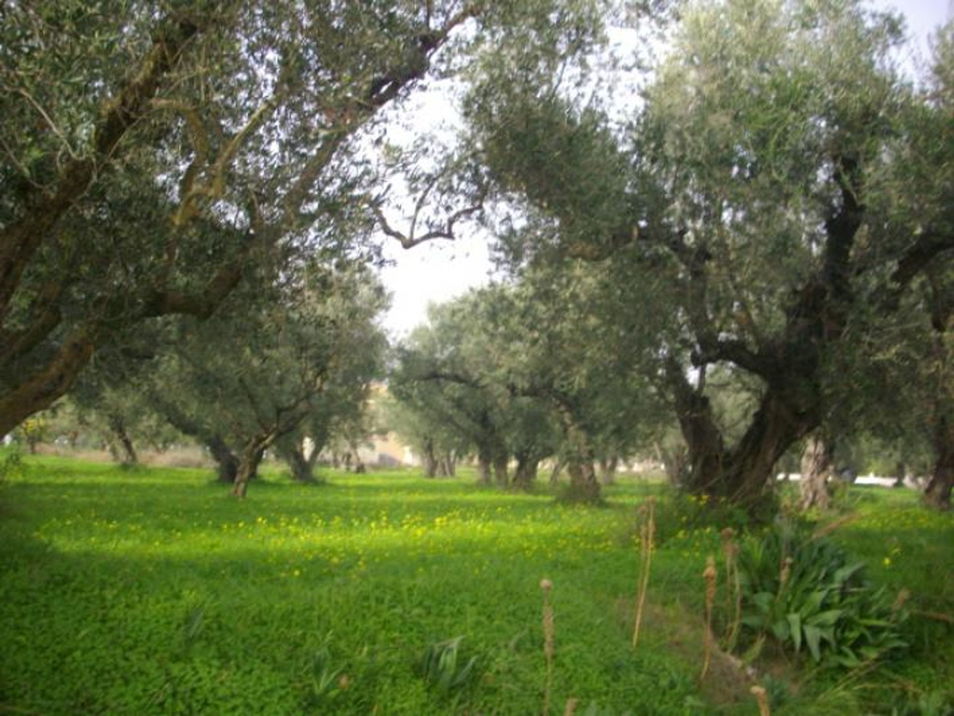 Земельные участки в Zakynthos, Zakinthos 10087988