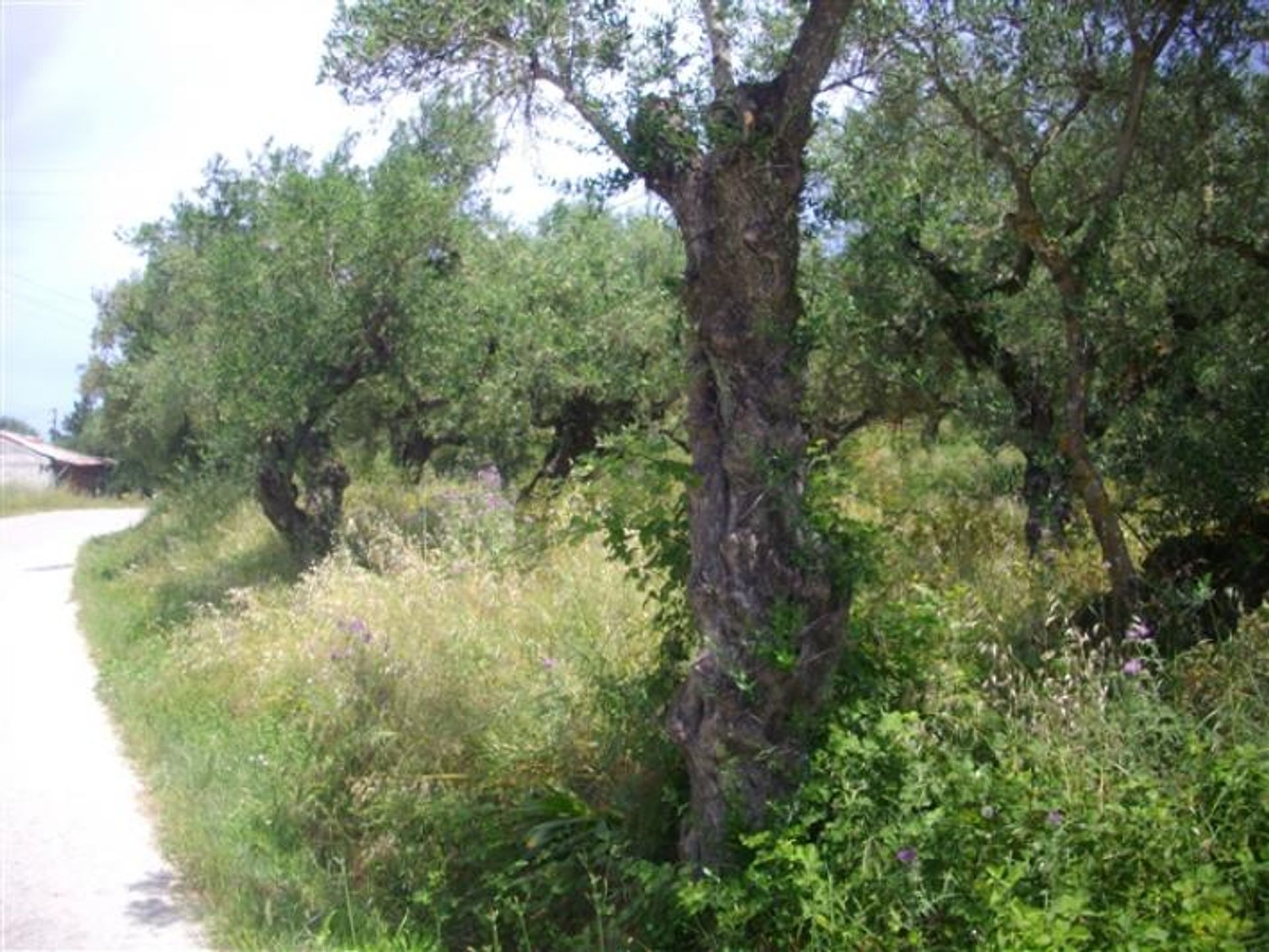 Land in Bochali, Ionië Nisia 10087989