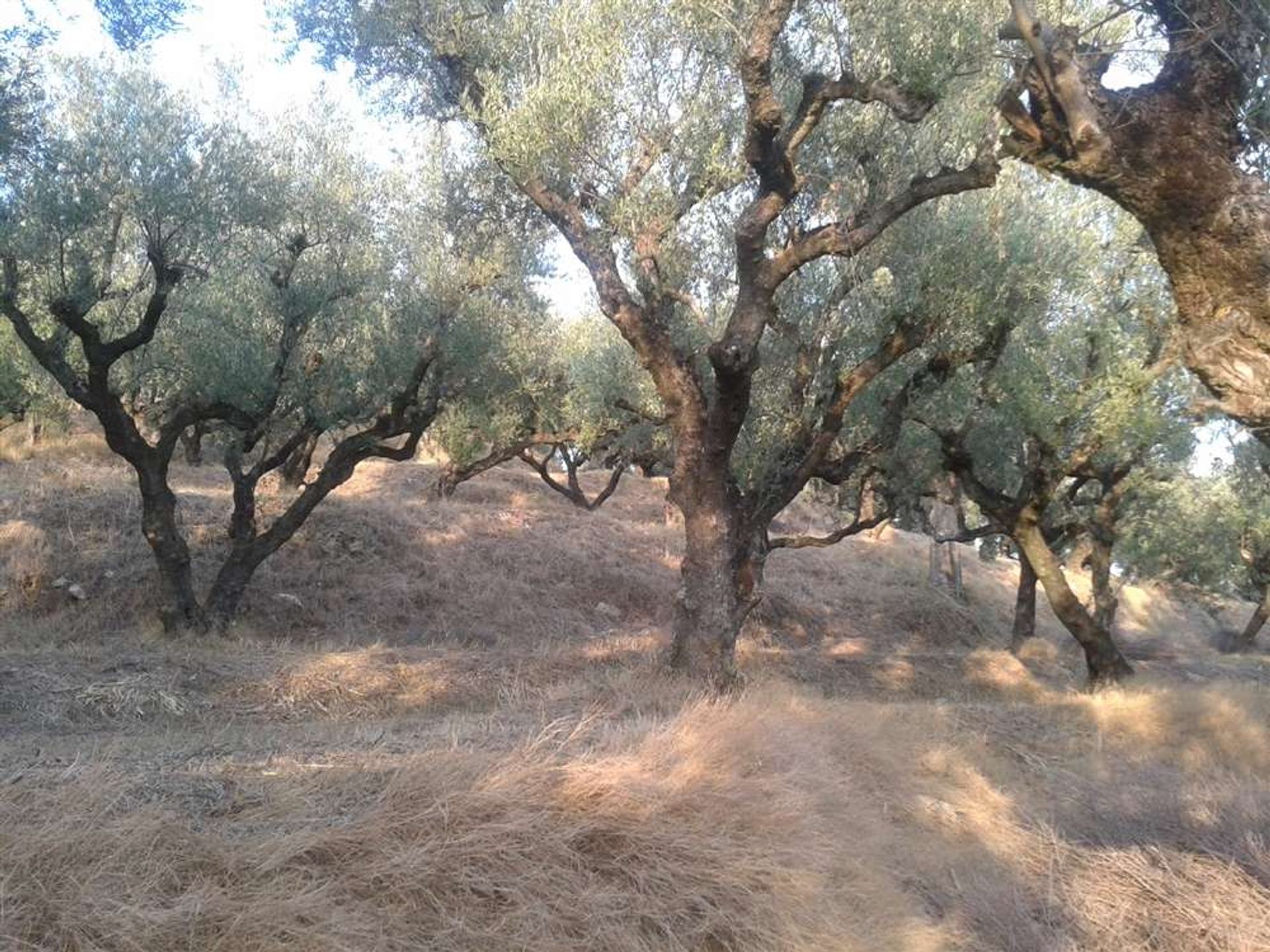 Land in Zakynthos, Zakinthos 10087990