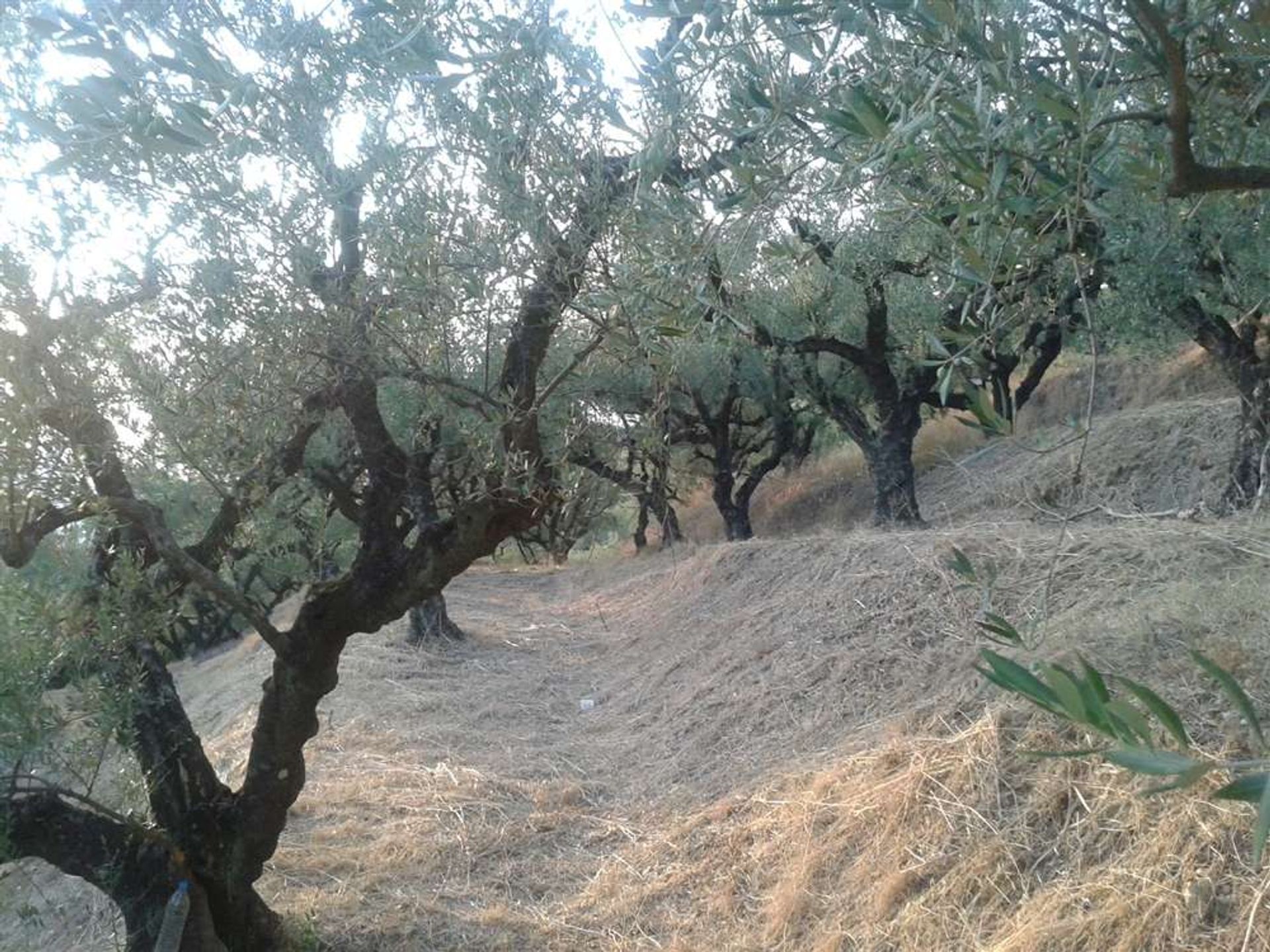 Land in Zakynthos, Zakinthos 10087990