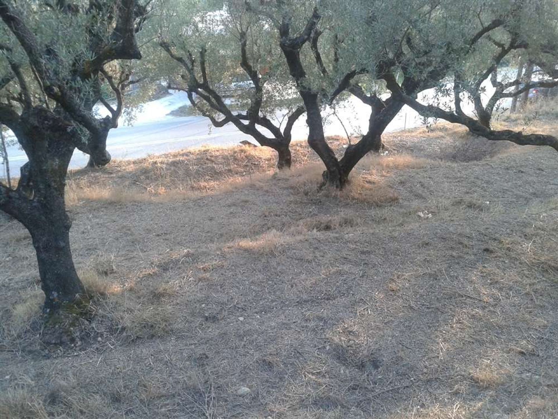 Land in Zakynthos, Zakinthos 10087990