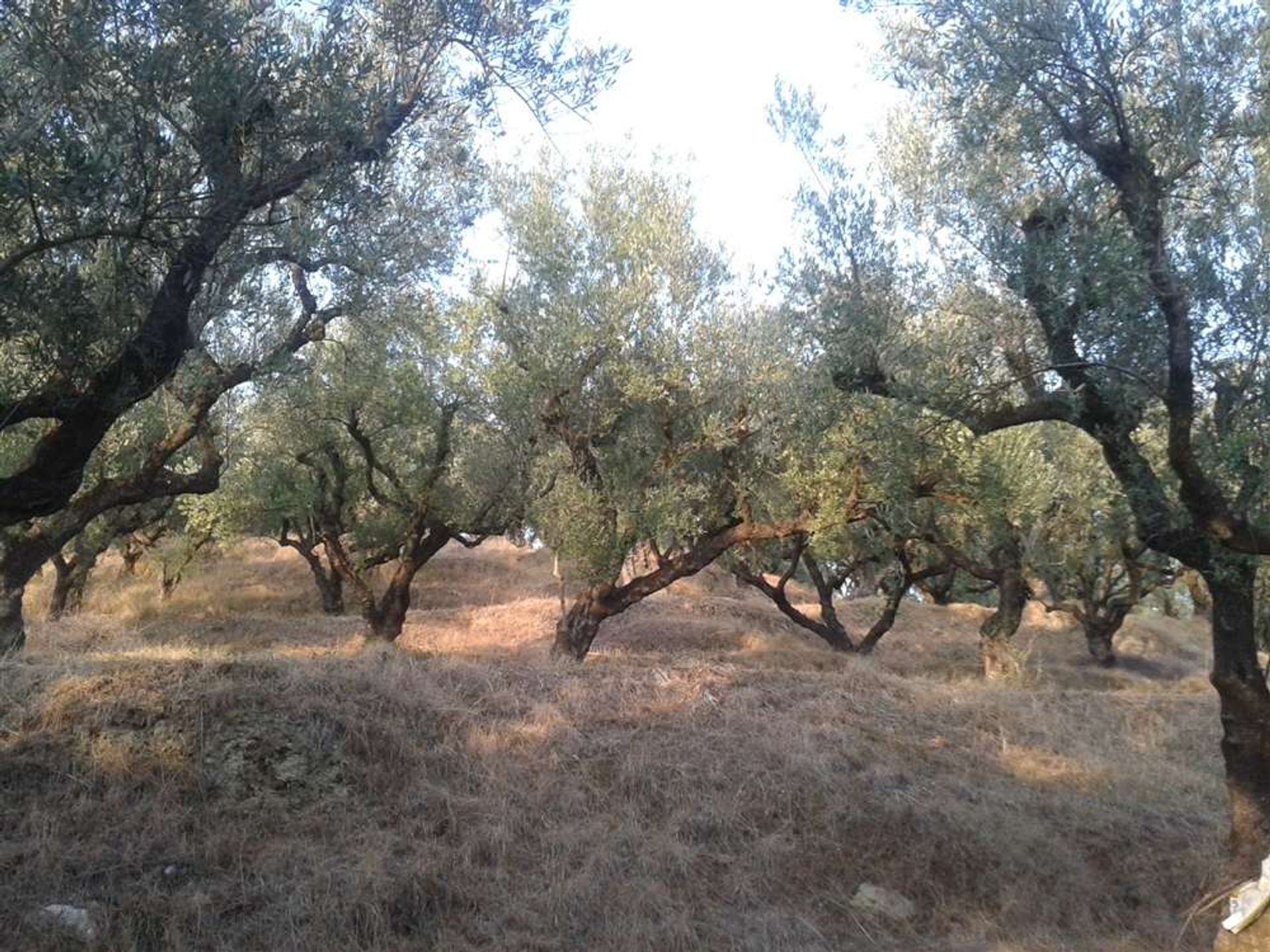 Land in Zakynthos, Zakinthos 10087990