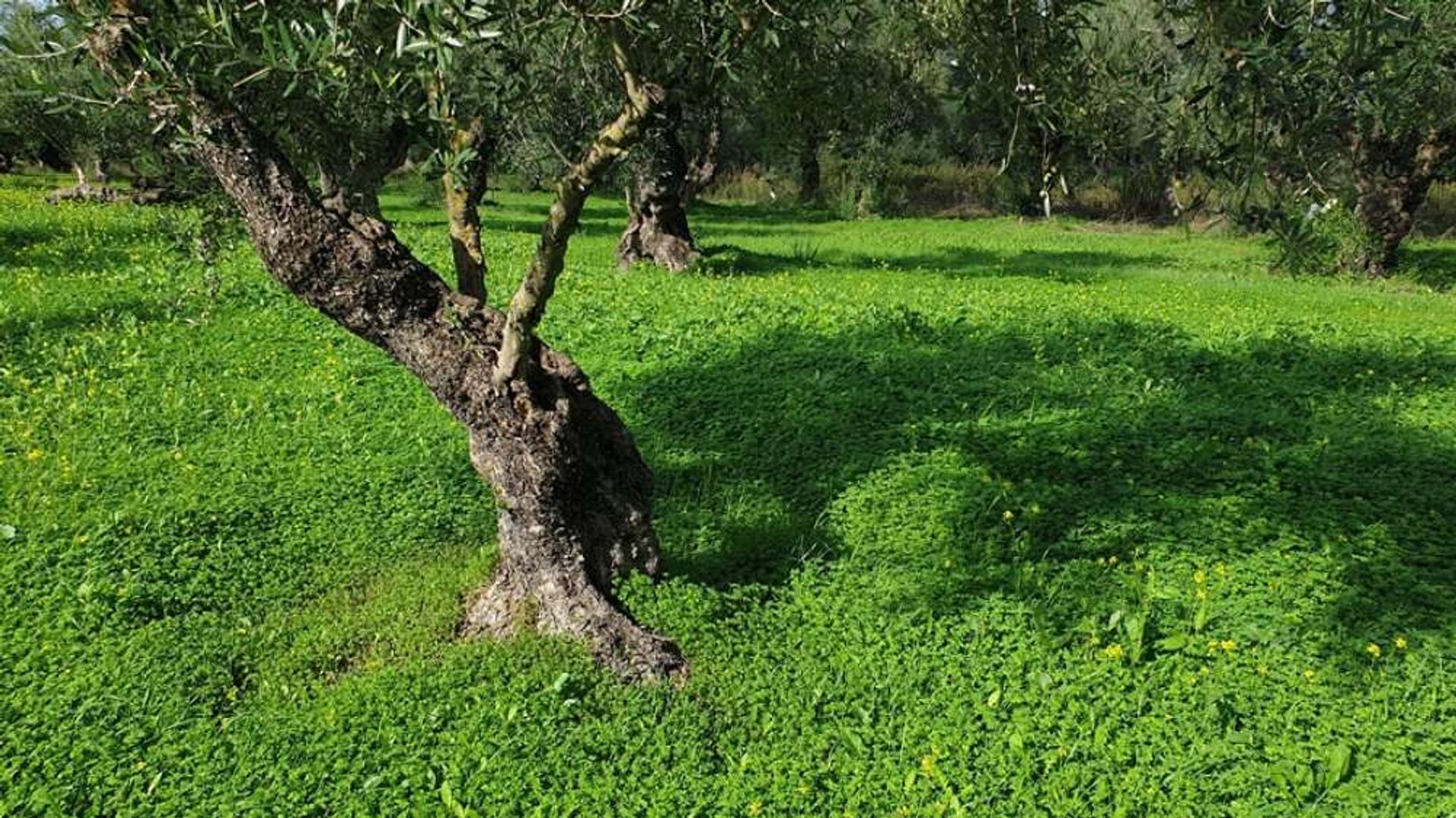 Tierra en Zakynthos, Zakinthos 10087996