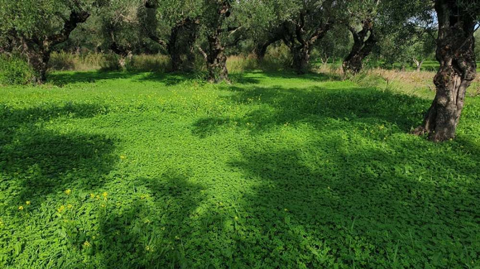 Tierra en Zakynthos, Zakinthos 10087996