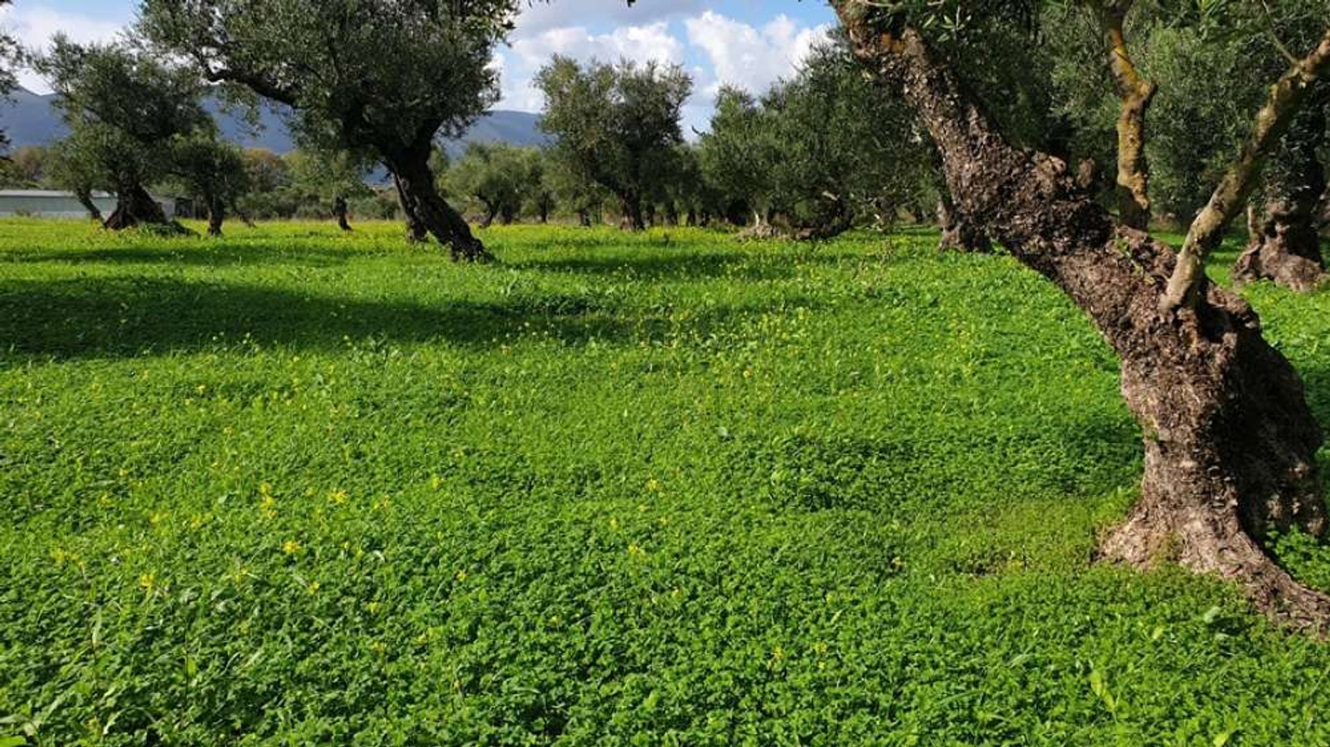 Tierra en Zakynthos, Zakinthos 10087996