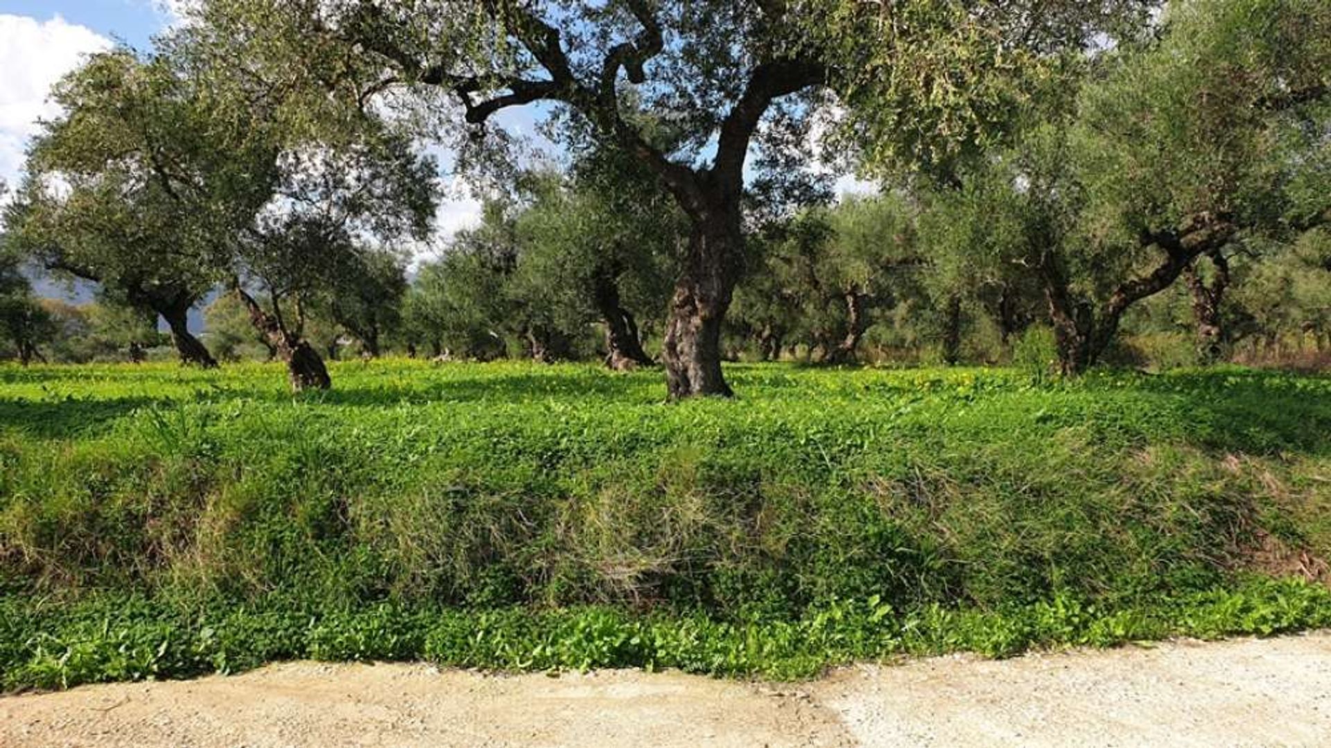 Tierra en Zakynthos, Zakinthos 10087996