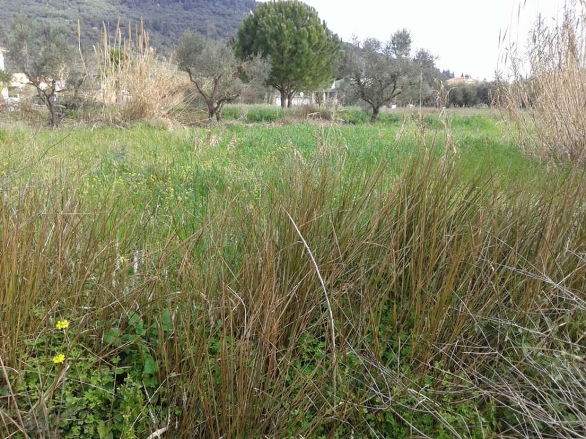 Land i Zakynthos, Zakinthos 10087998