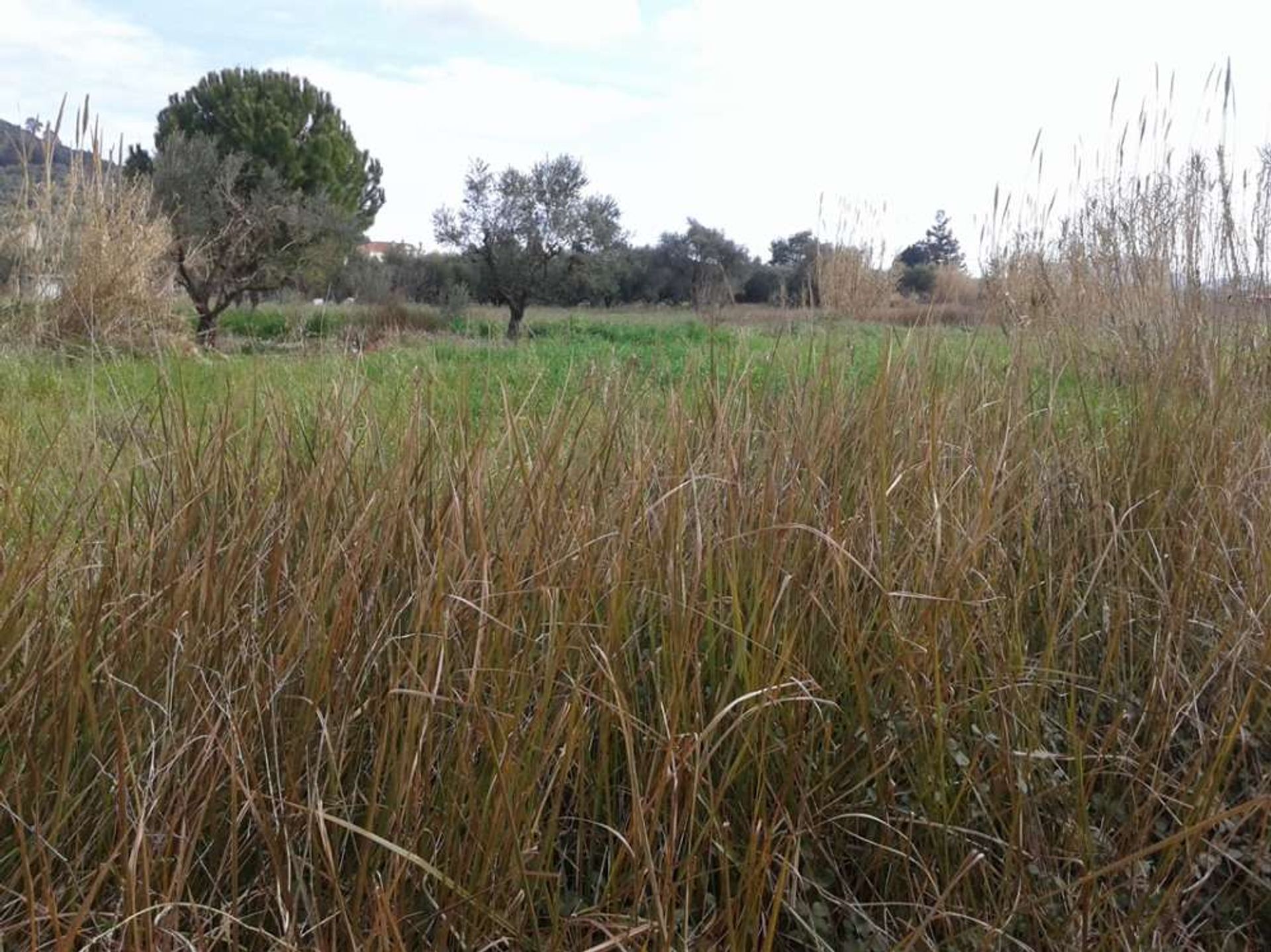 Land i Zakynthos, Zakinthos 10087998