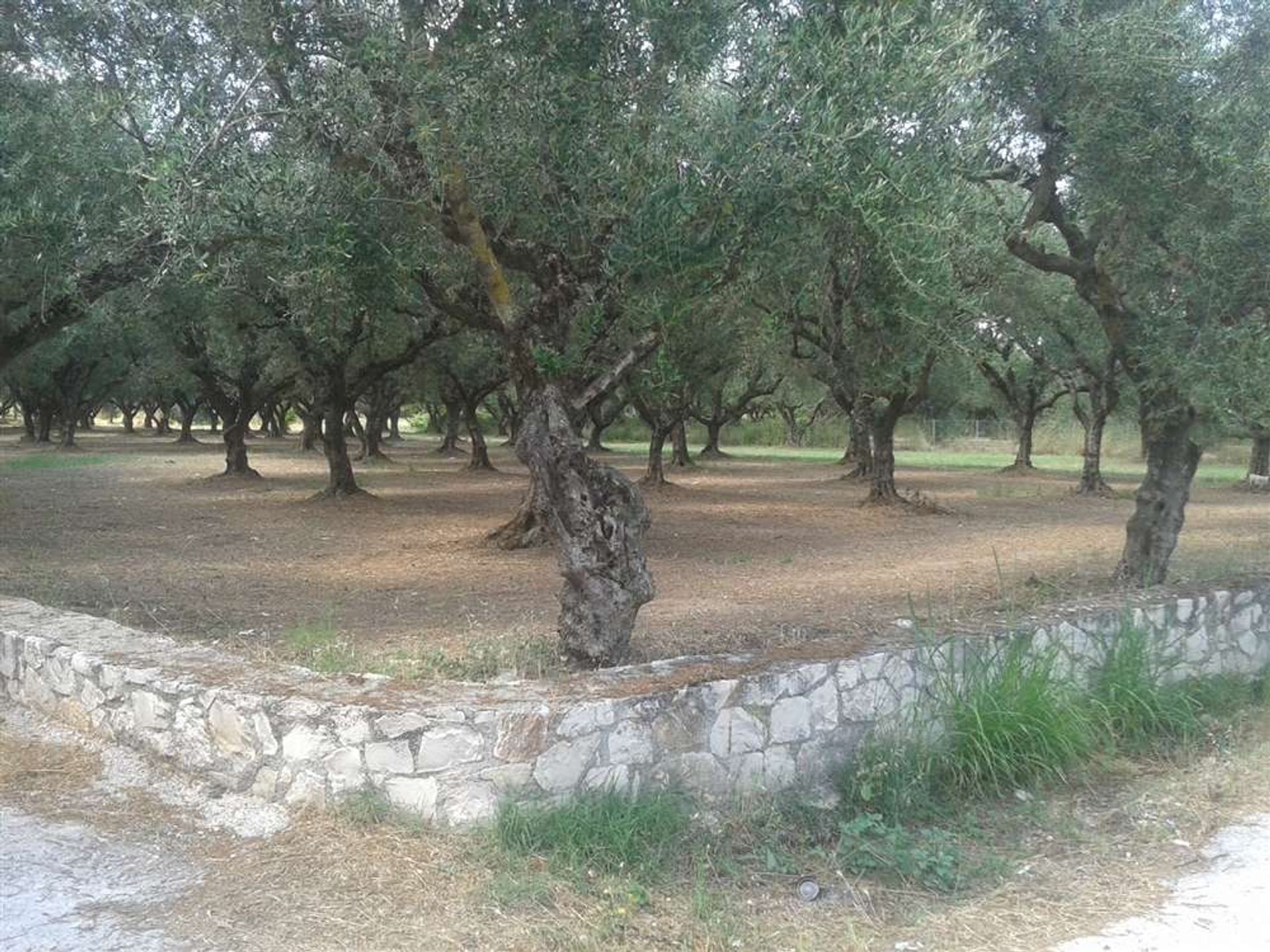 Land in Zakynthos, Zakinthos 10088000