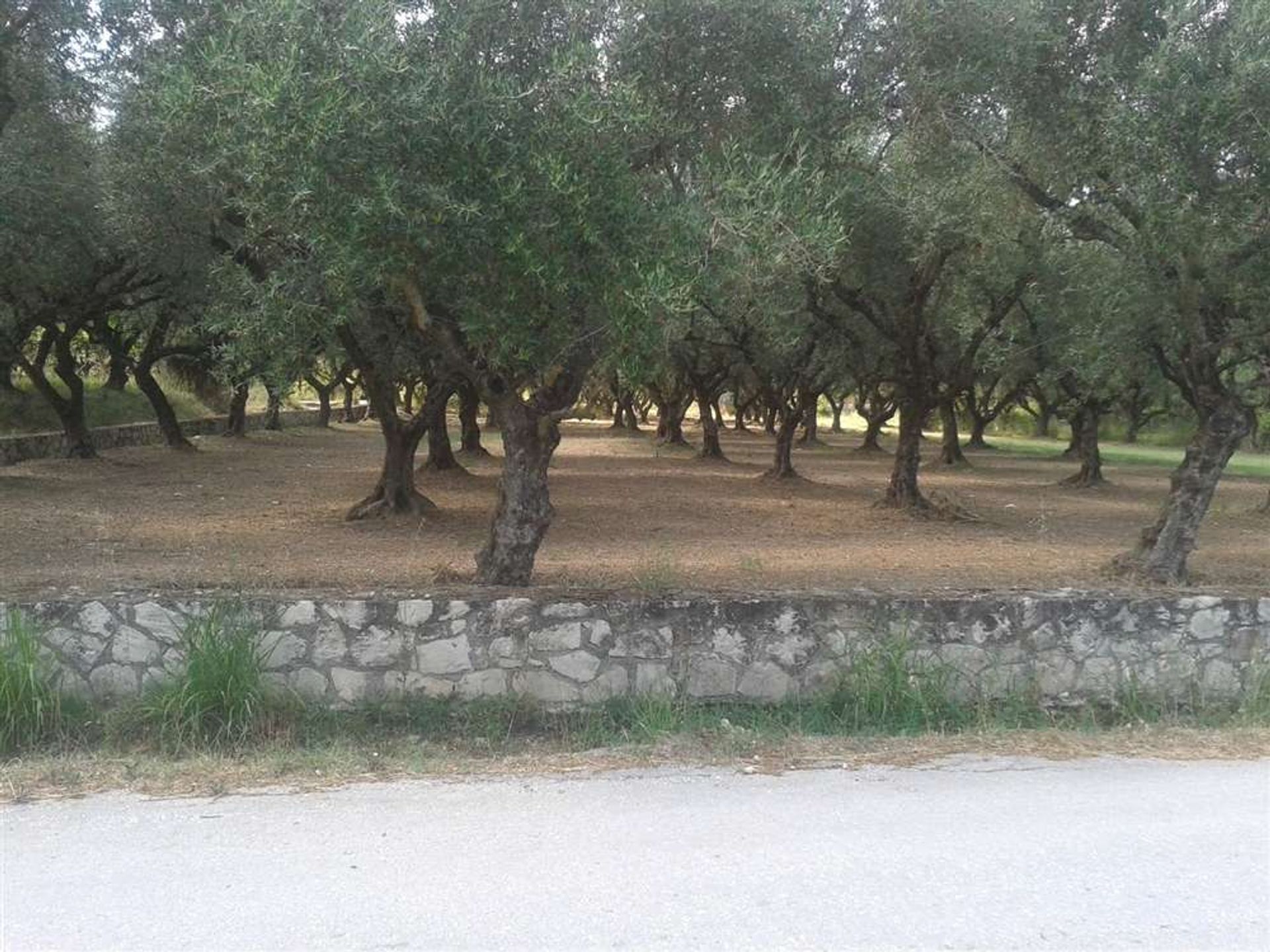 Maa sisään Zakynthos, Zakinthos 10088000