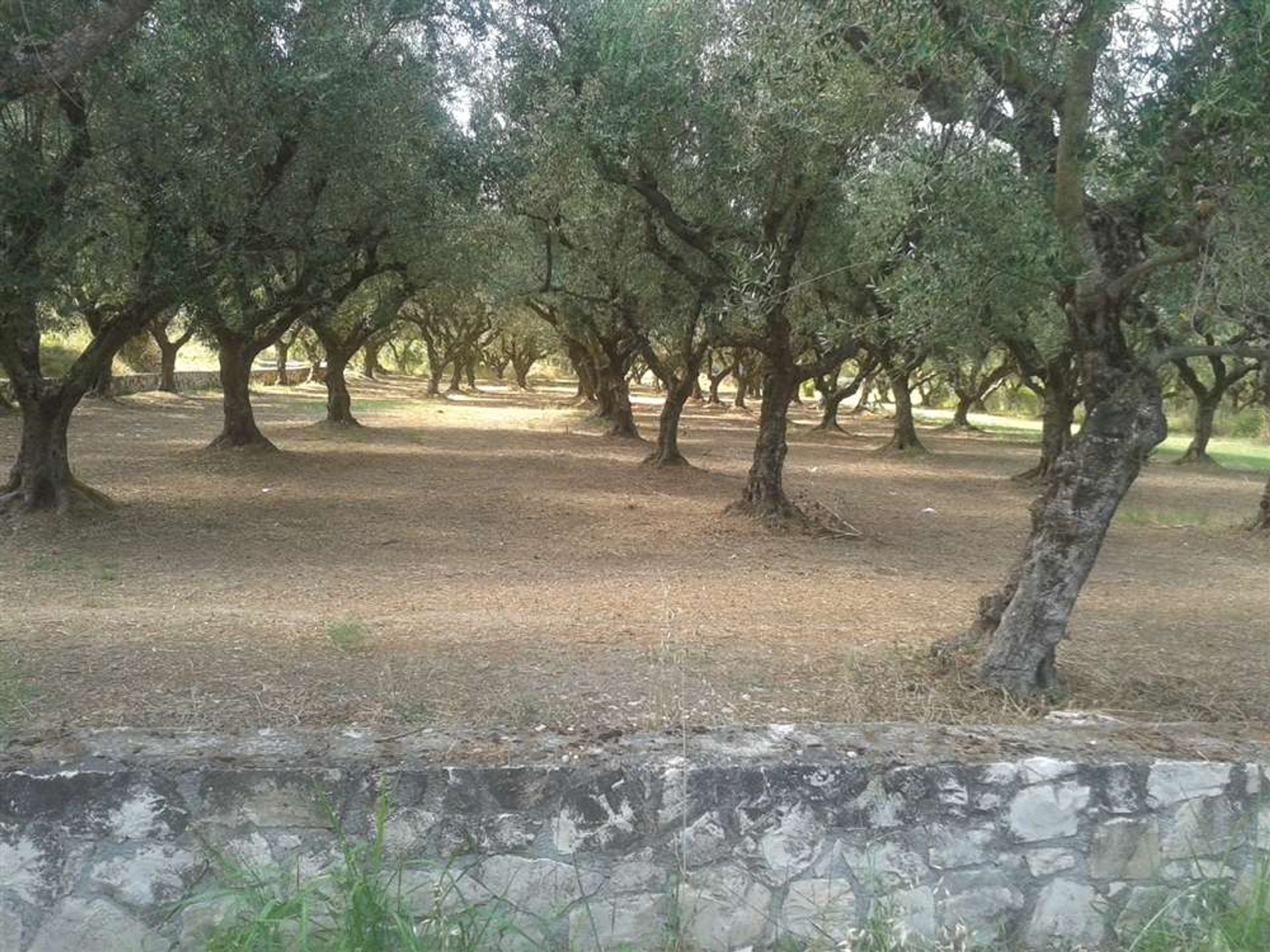 Land in Zakynthos, Zakinthos 10088000