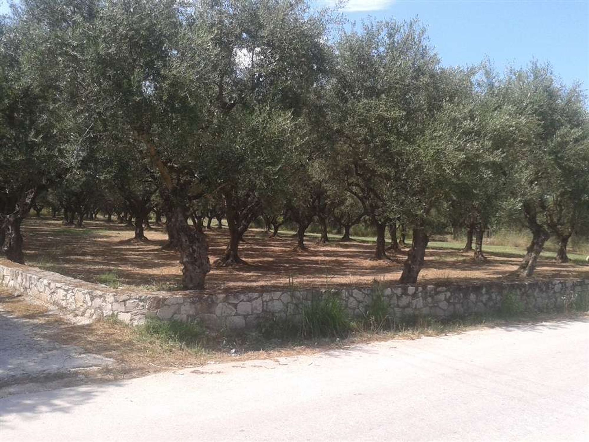 Tierra en bochalí, Jonia Nisia 10088000