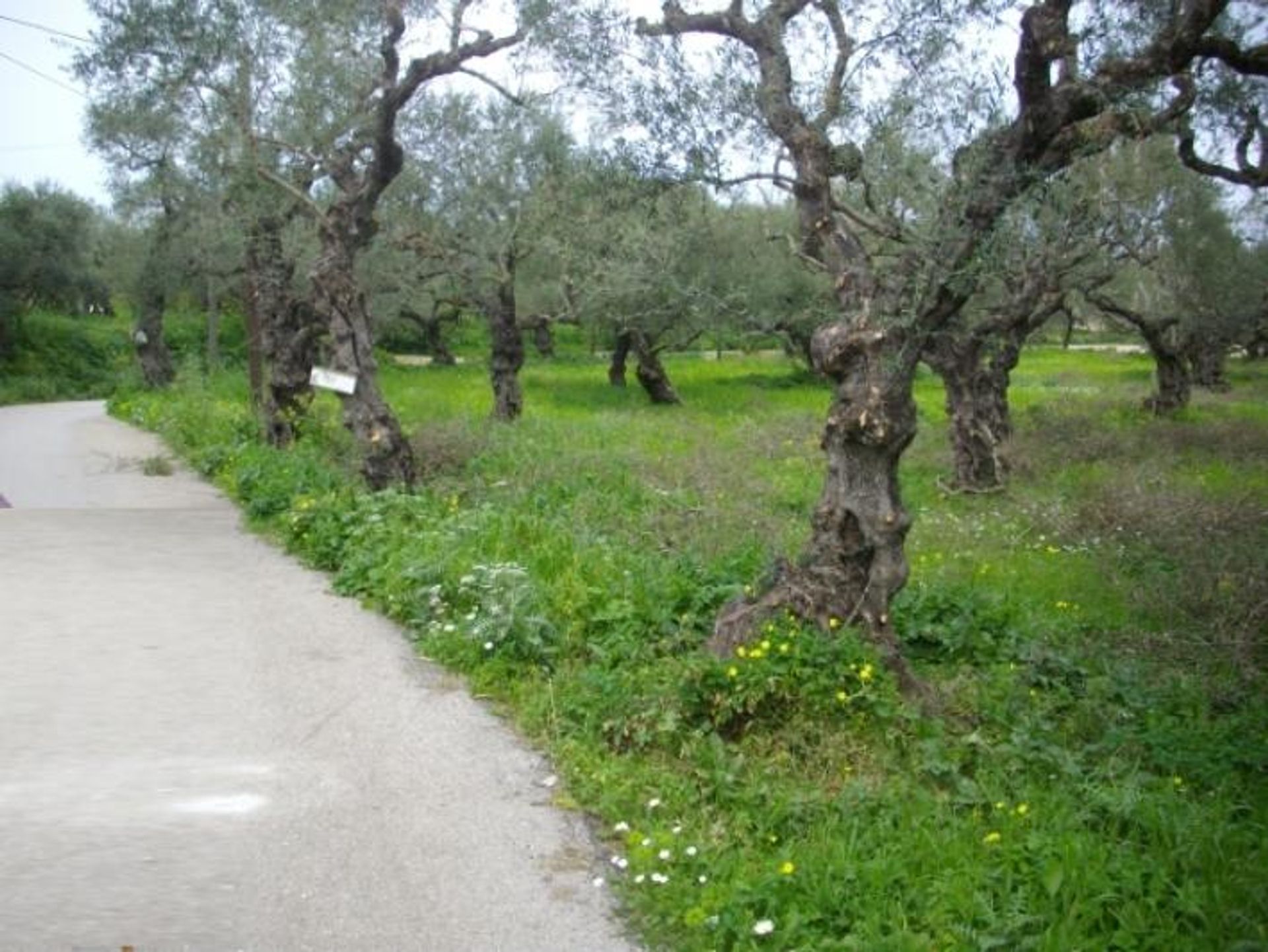 Land im Zakynthos, Zakinthos 10088006