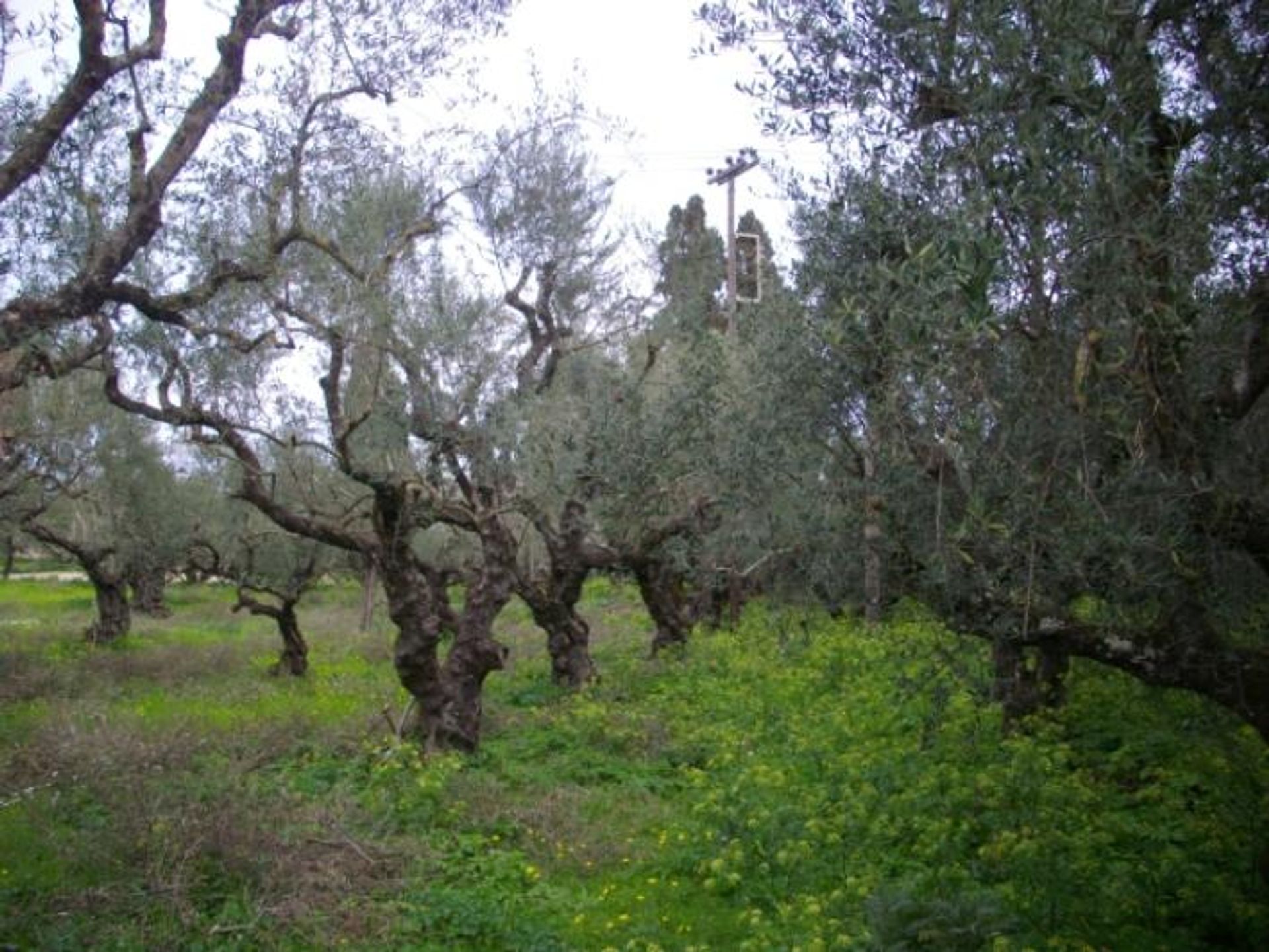 Tanah di Zakynthos, Zakinthos 10088006