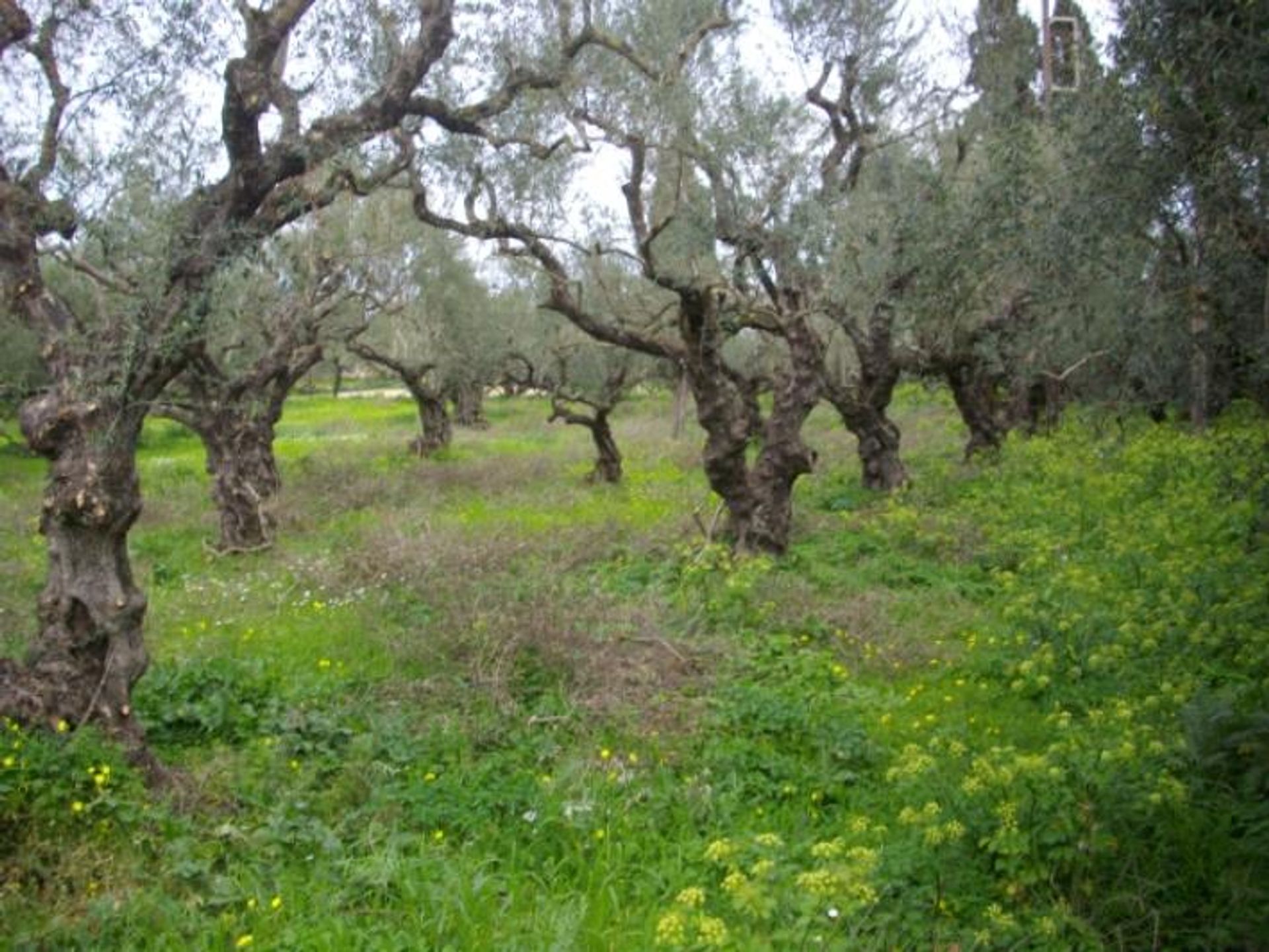 Tanah di Zakynthos, Zakinthos 10088006