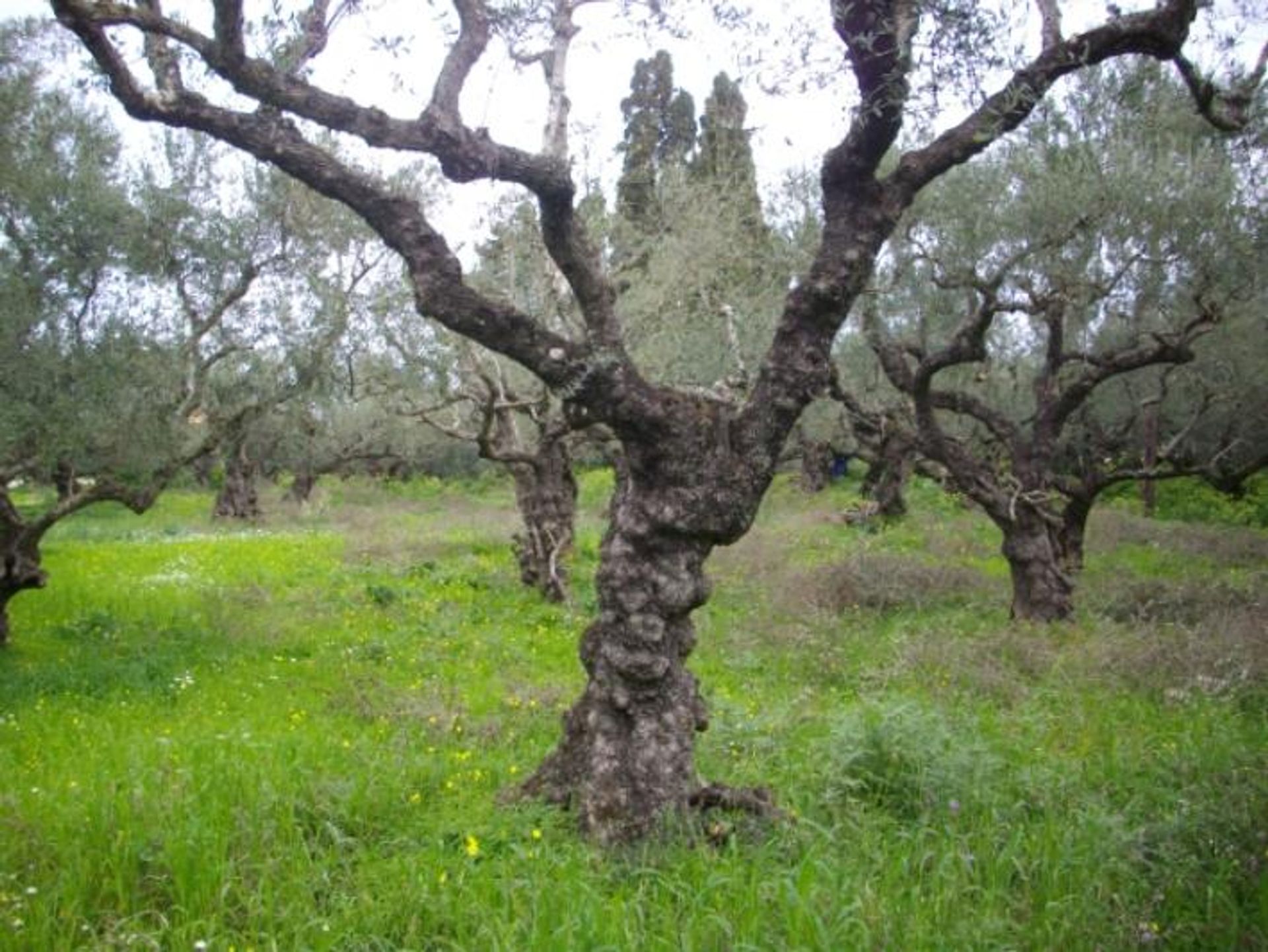 Tanah di Zakynthos, Zakinthos 10088006