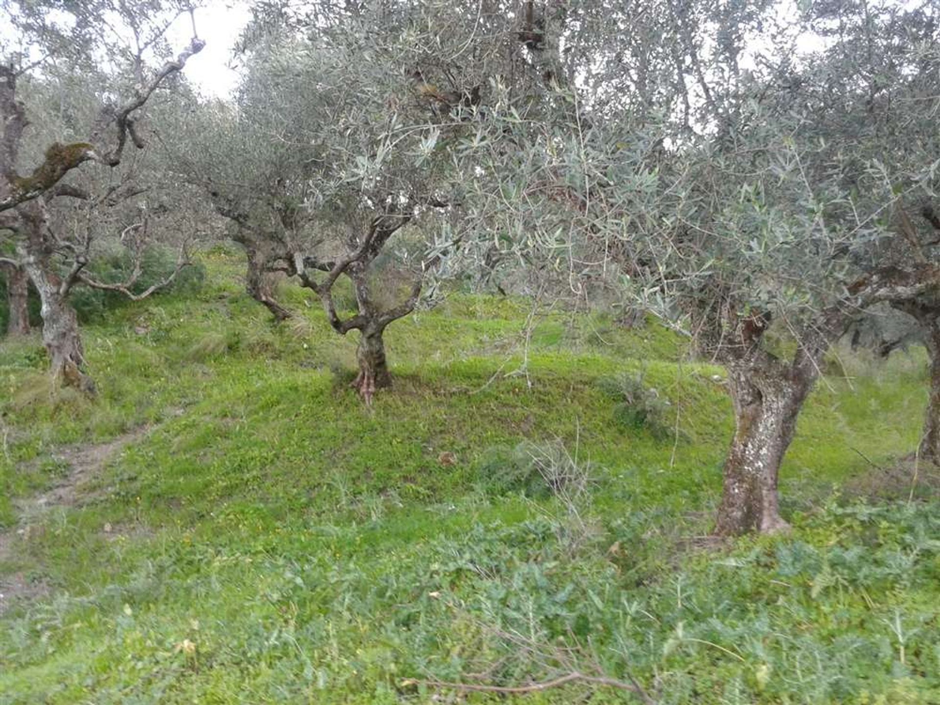 Terra no Zakynthos, Zakinthos 10088009