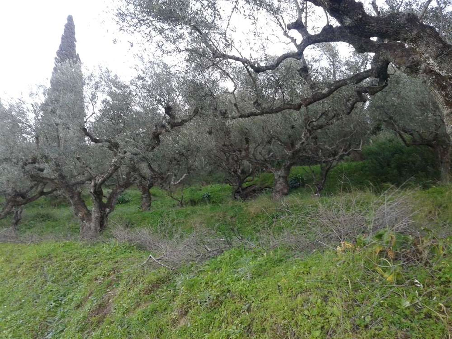 Γη σε Zakynthos, Zakinthos 10088009