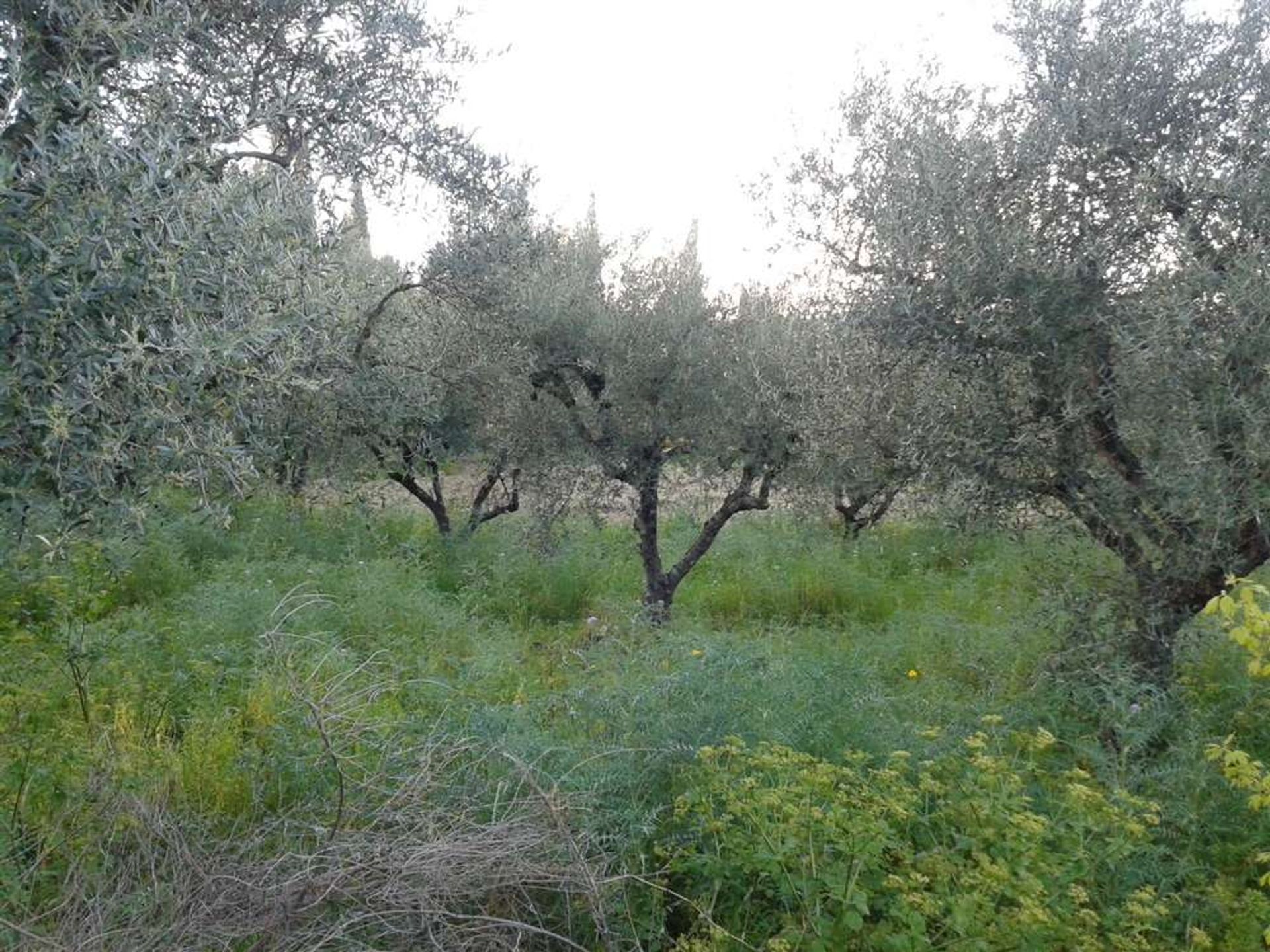 Земельные участки в Zakynthos, Zakinthos 10088009