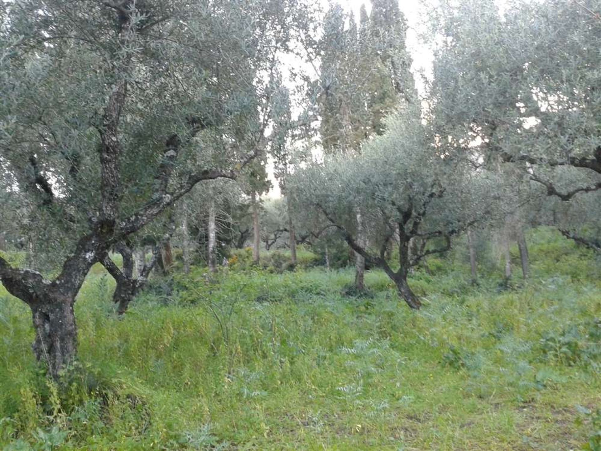 Γη σε Zakynthos, Zakinthos 10088009