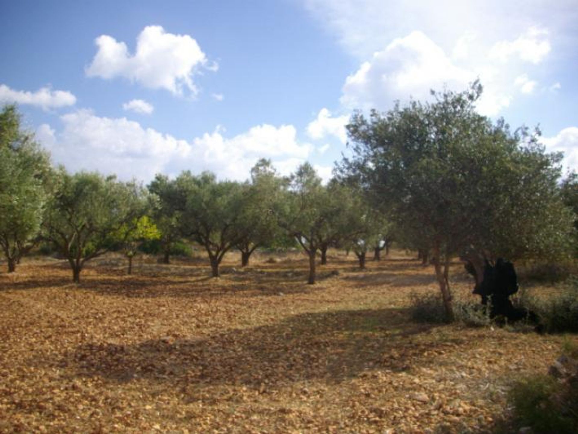 Terra no Zakynthos, Zakinthos 10088010