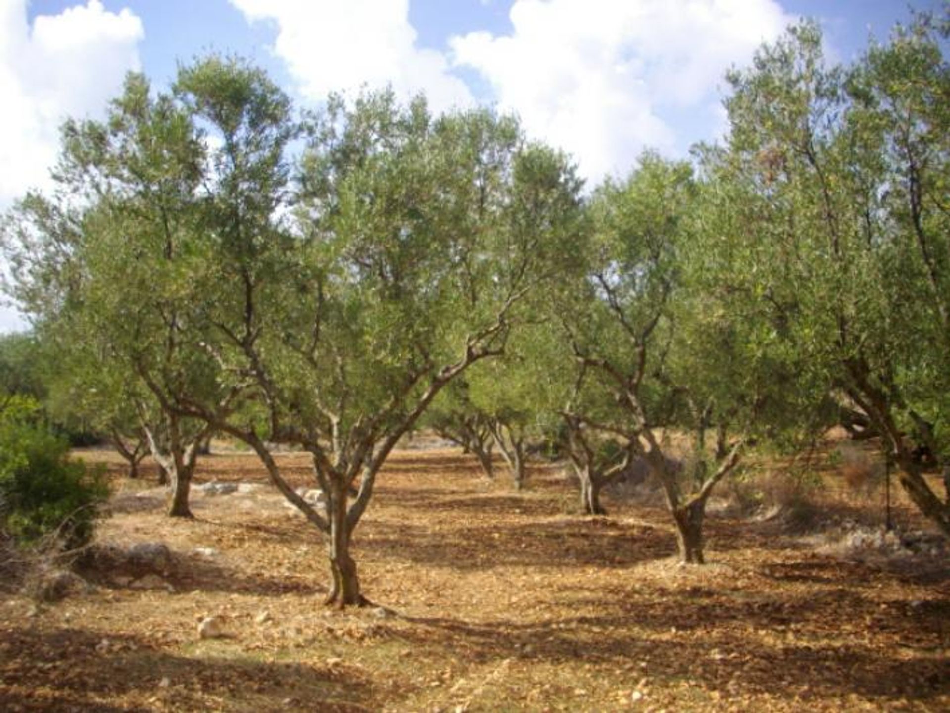 Terra no Zakynthos, Zakinthos 10088010