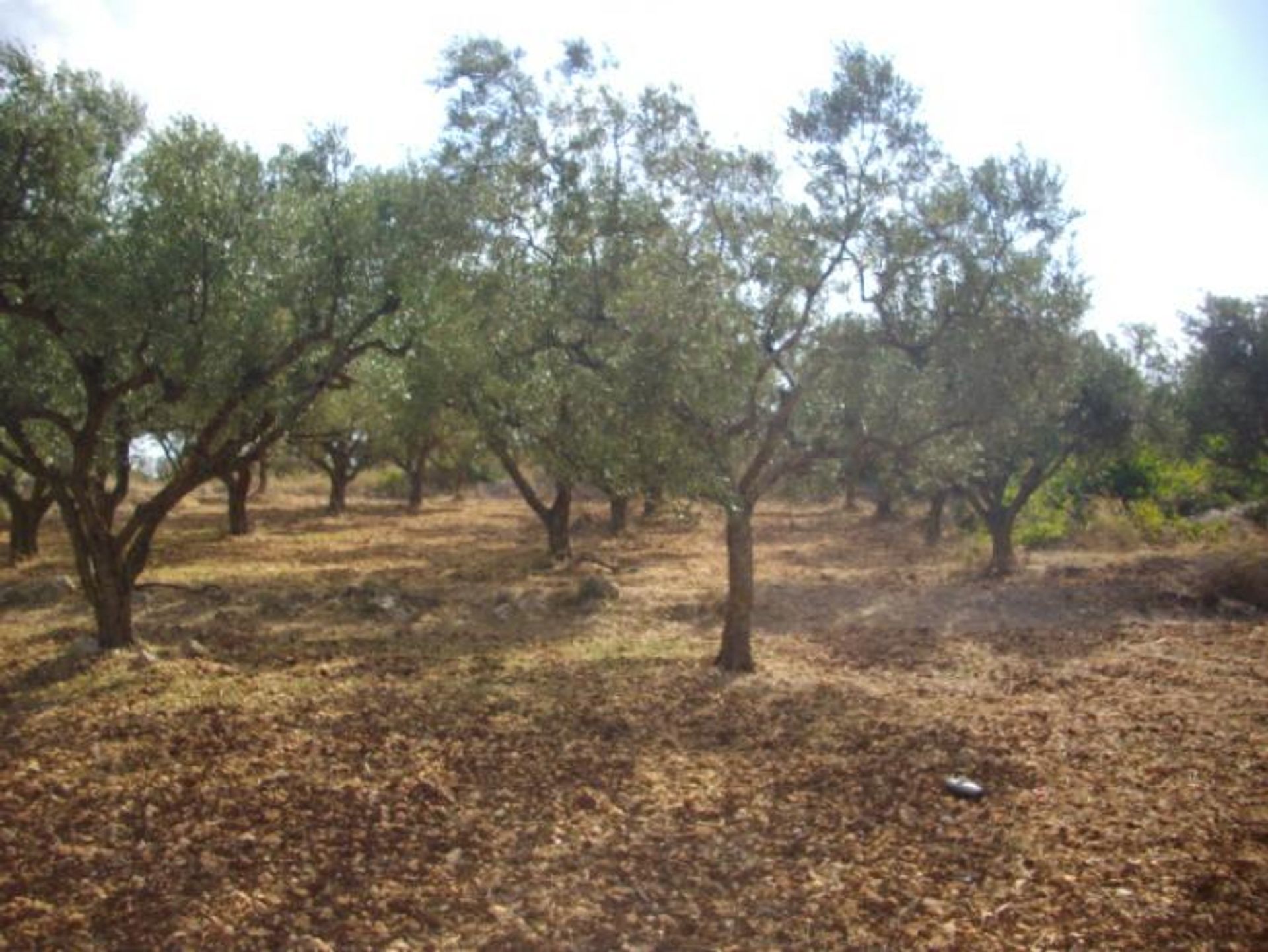 Terra no Zakynthos, Zakinthos 10088010