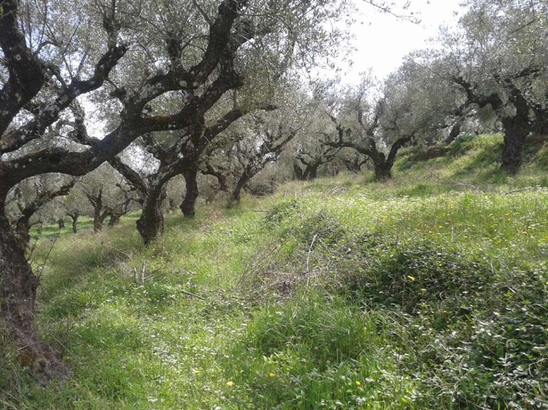 Terre dans Zakynthos, Zakinthos 10088015