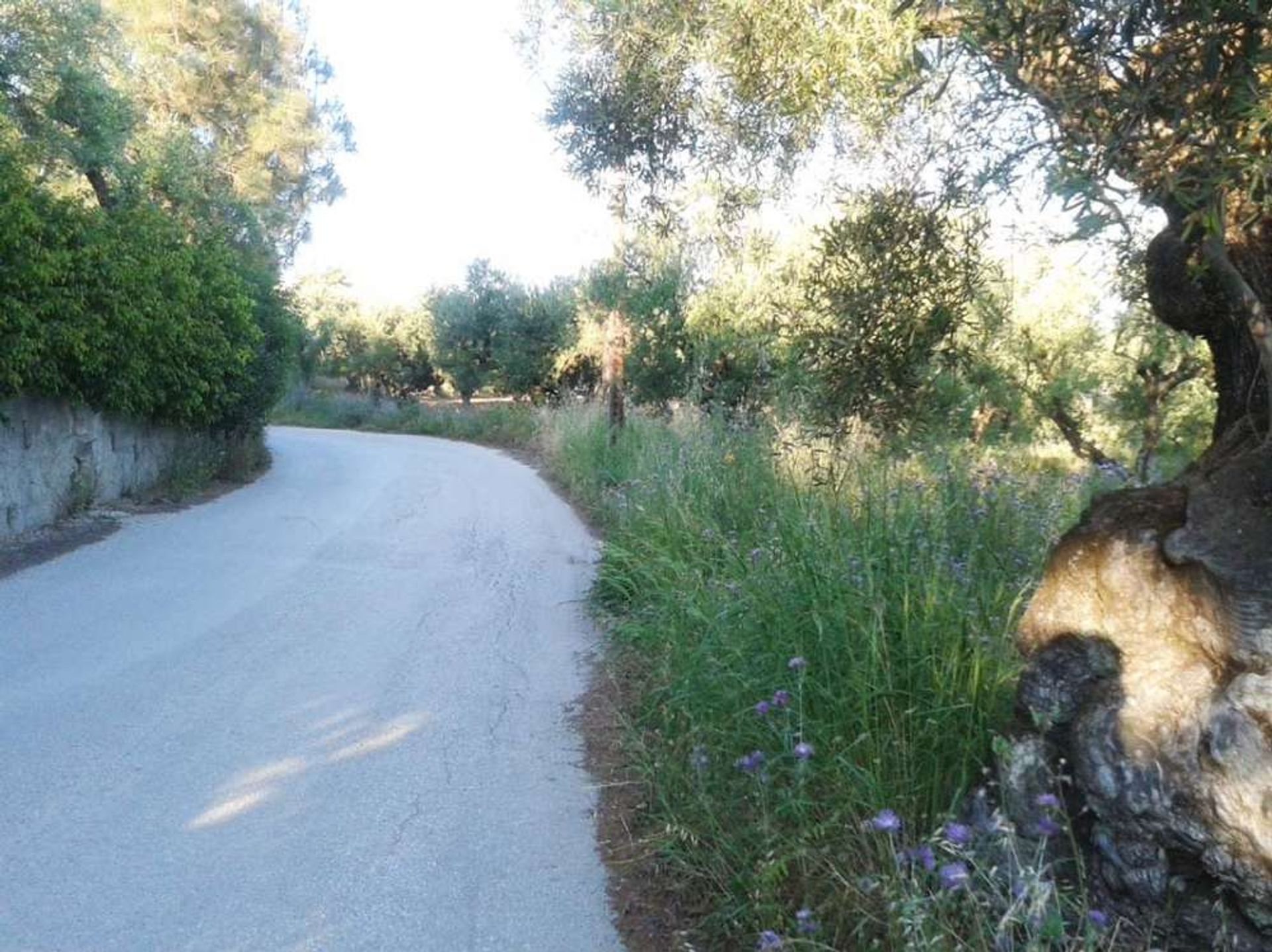 Γη σε Zakynthos, Zakinthos 10088016