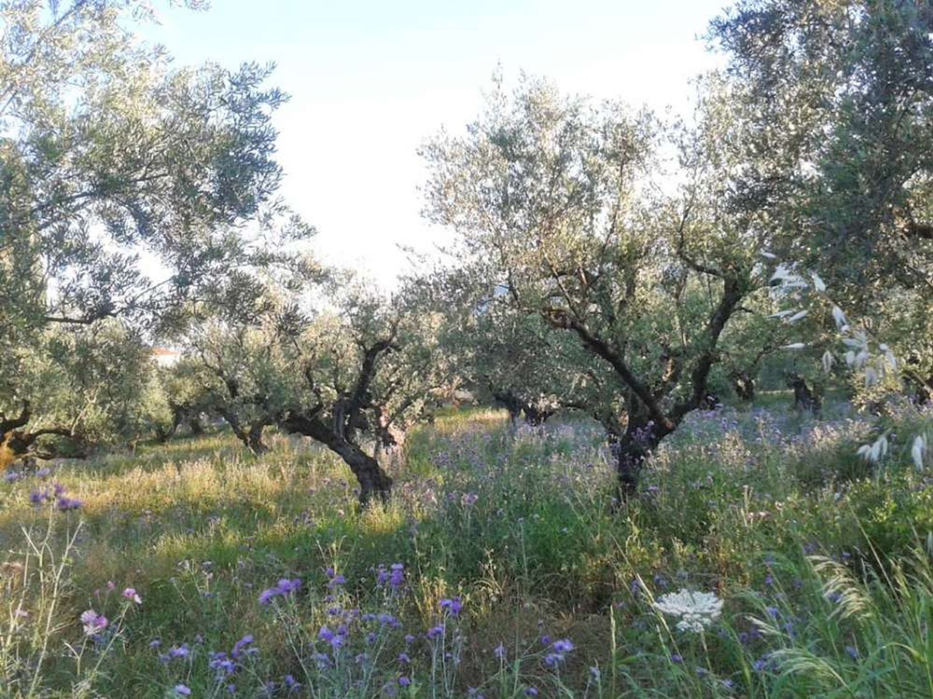 Sbarcare nel Pantokratoras, Ionia Nisia 10088016