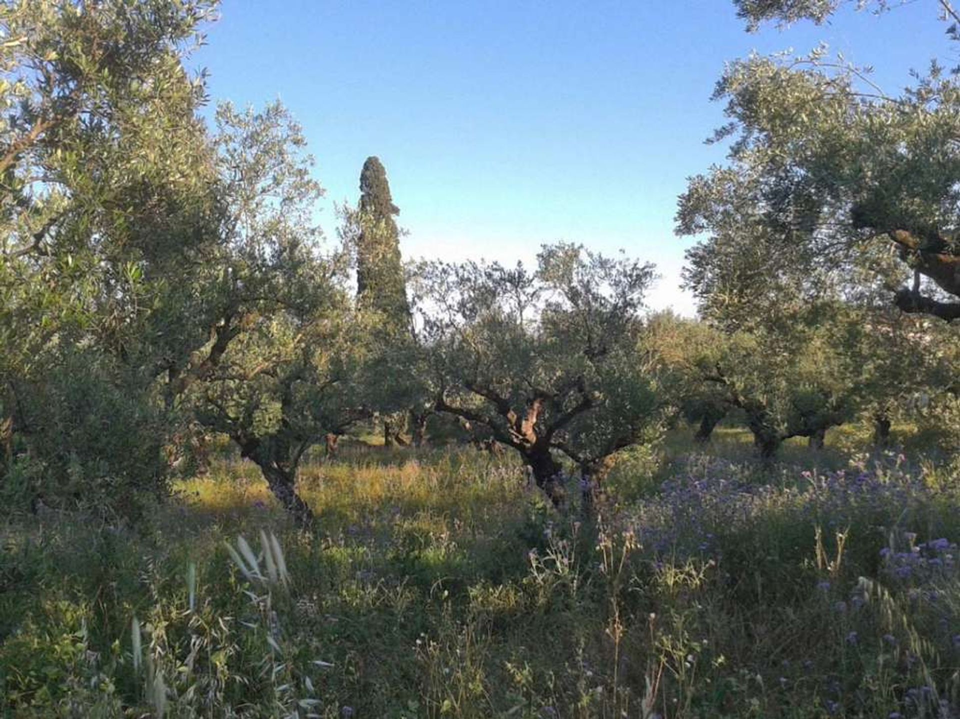 Γη σε Zakynthos, Zakinthos 10088016