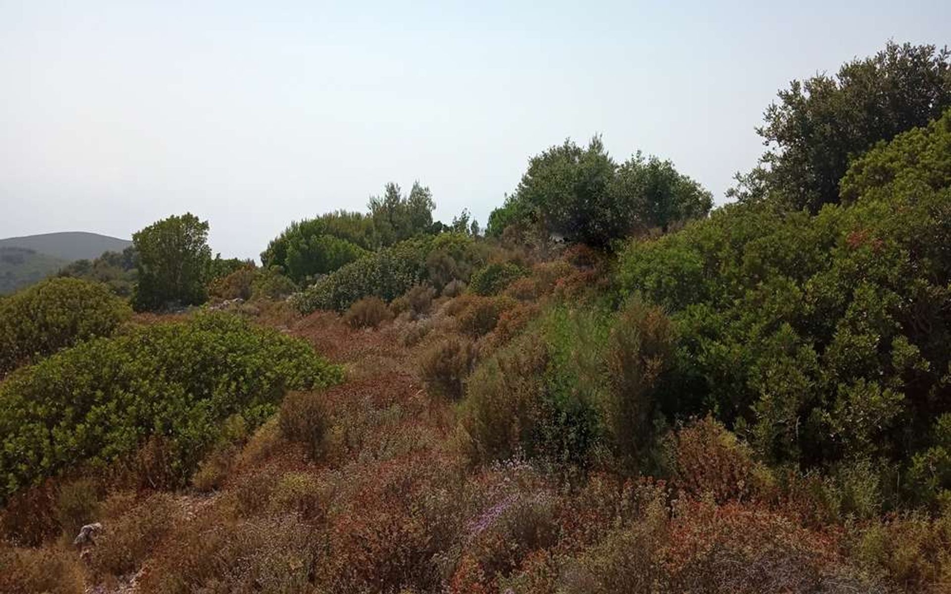 Terre dans Bochali, Ionia Nisia 10088019