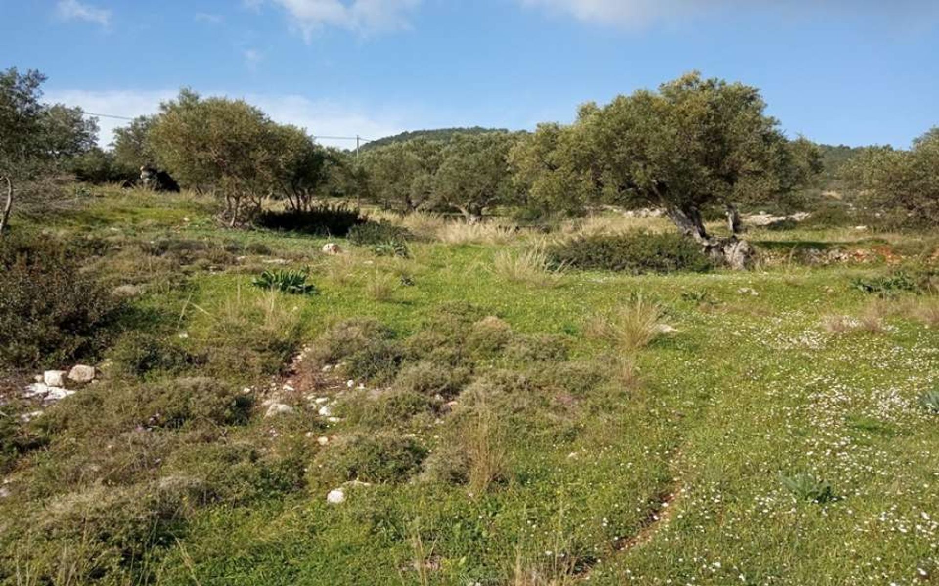 Land im Zakynthos, Zakinthos 10088020