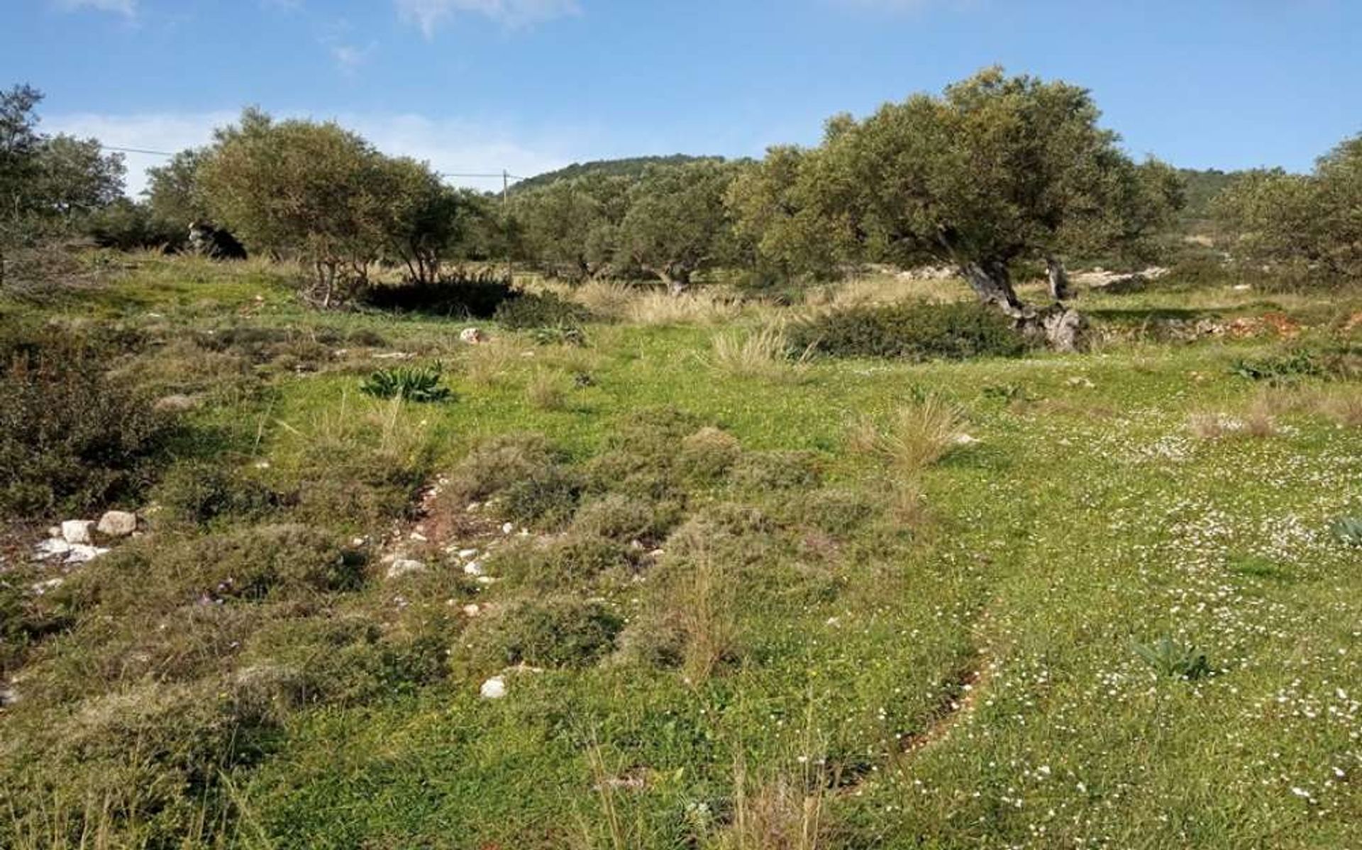 Land im Zakynthos, Zakinthos 10088020