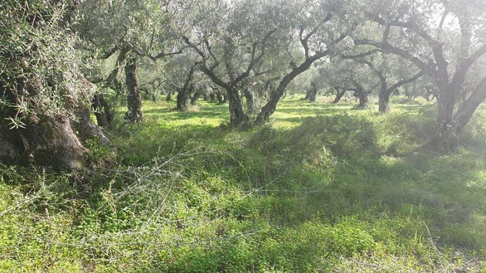 土地 在 Zakynthos, Zakinthos 10088021